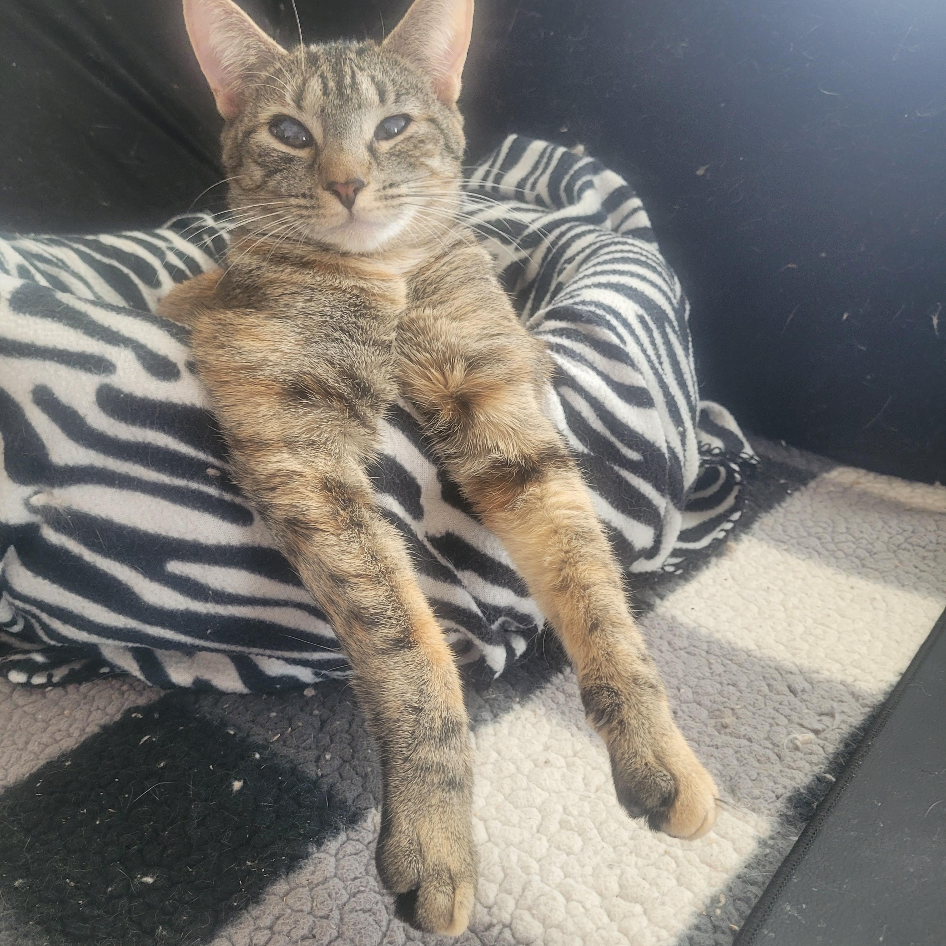 Enlarge Baby Kitten , a Adoptable Tabby in North Myrtle Beach, SC image 1/6