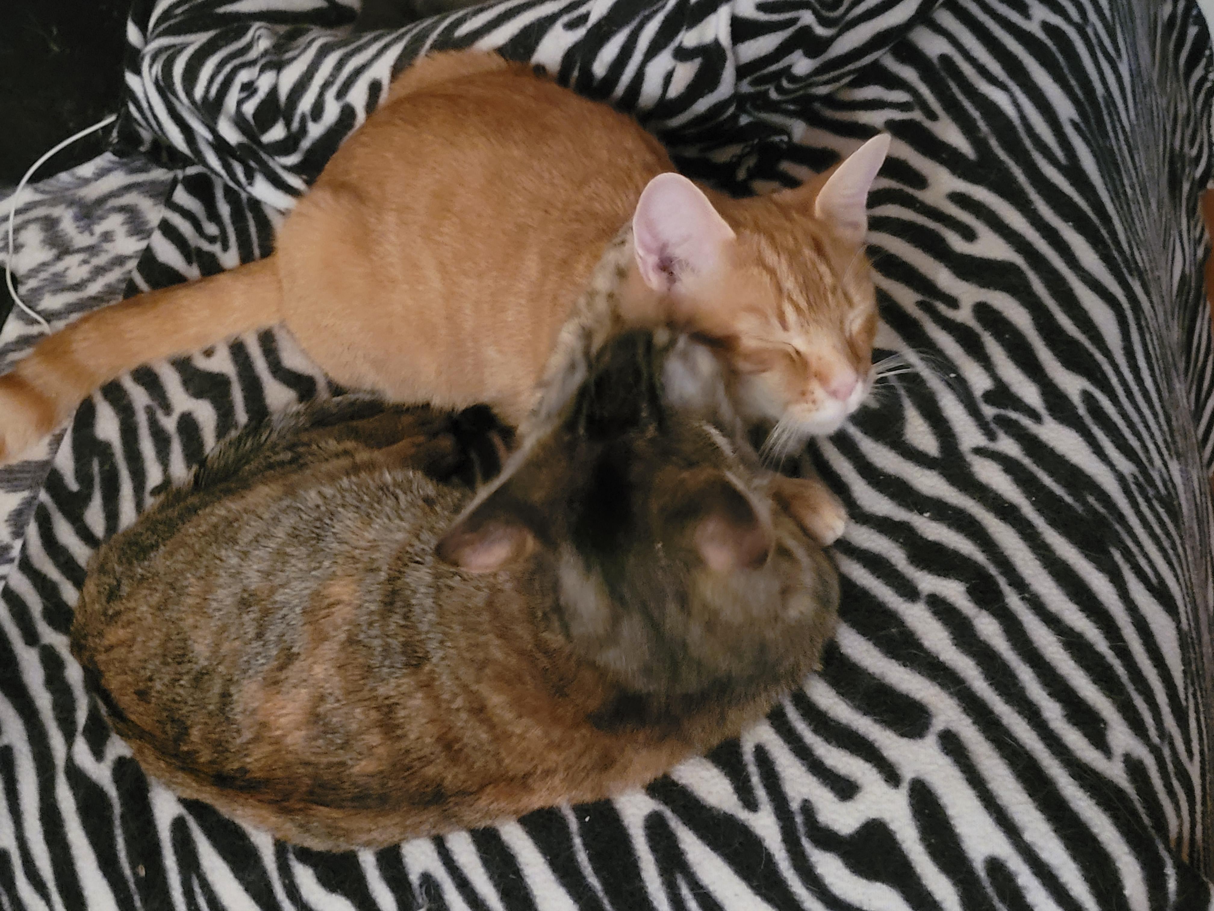 Enlarge Baby Kitten , a Adoptable Tabby in North Myrtle Beach, SC image 4/6