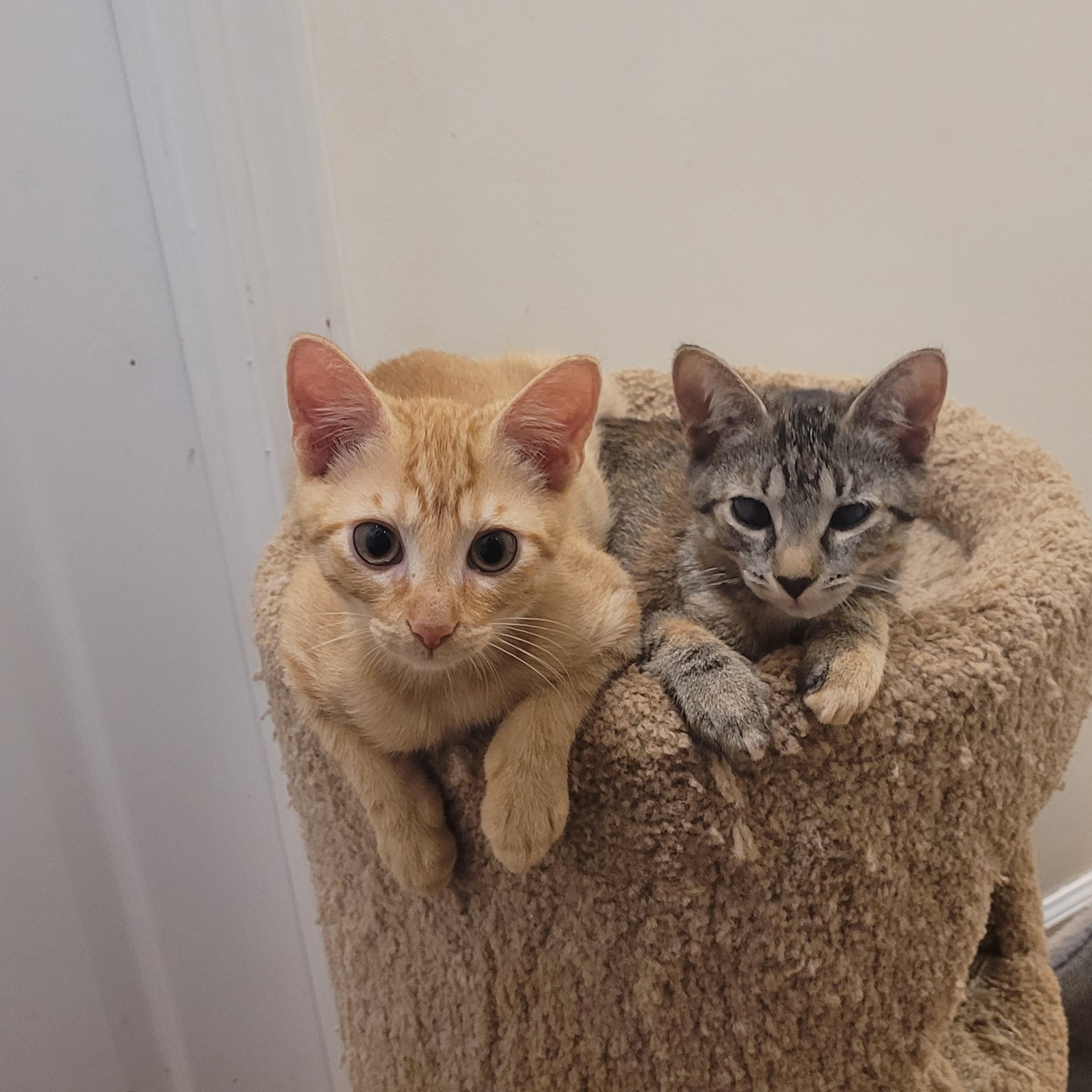 Enlarge Baby Kitten , a Adoptable Tabby in North Myrtle Beach, SC image 5/6