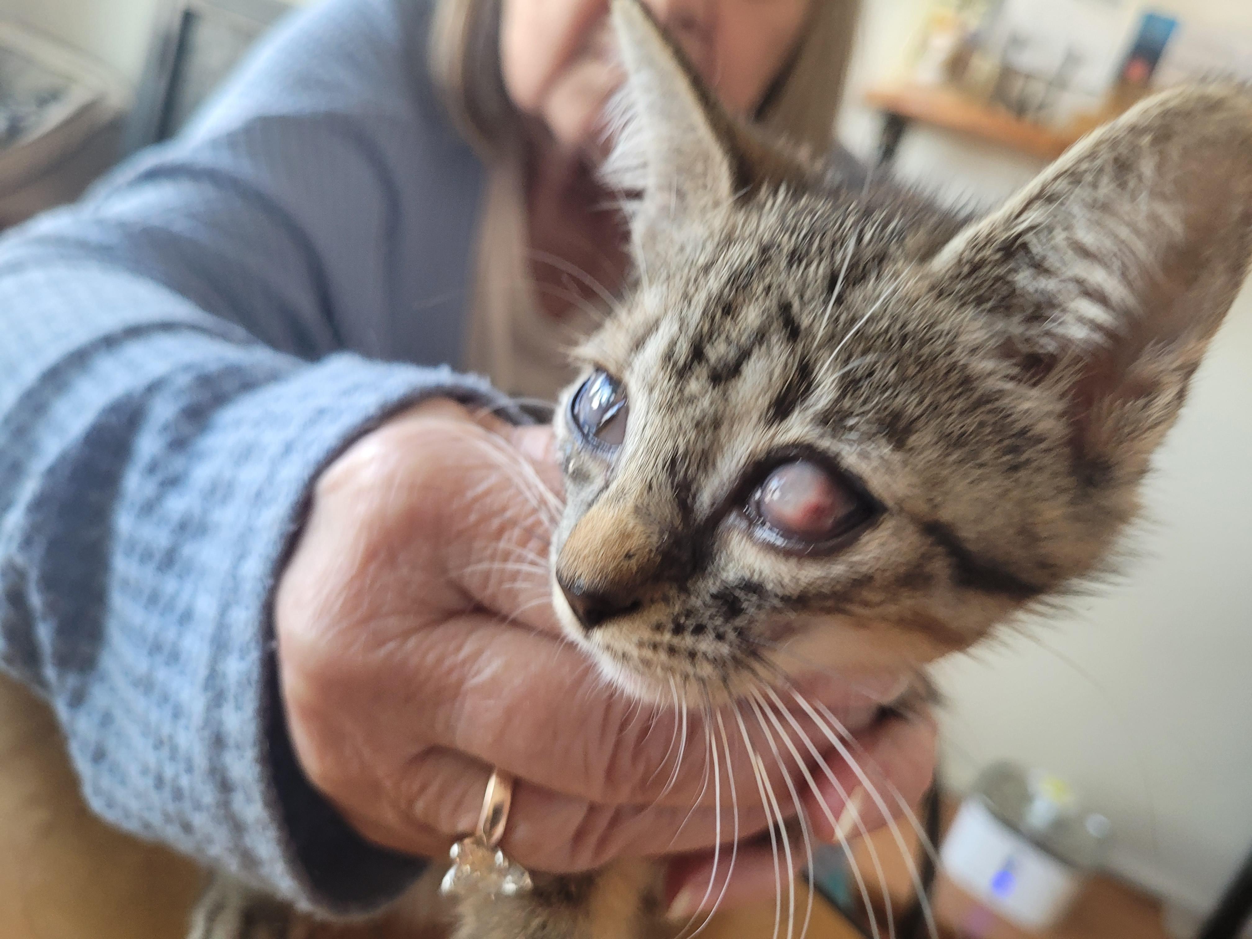 Enlarge Baby Kitten , a Adoptable Tabby in North Myrtle Beach, SC image 6/6