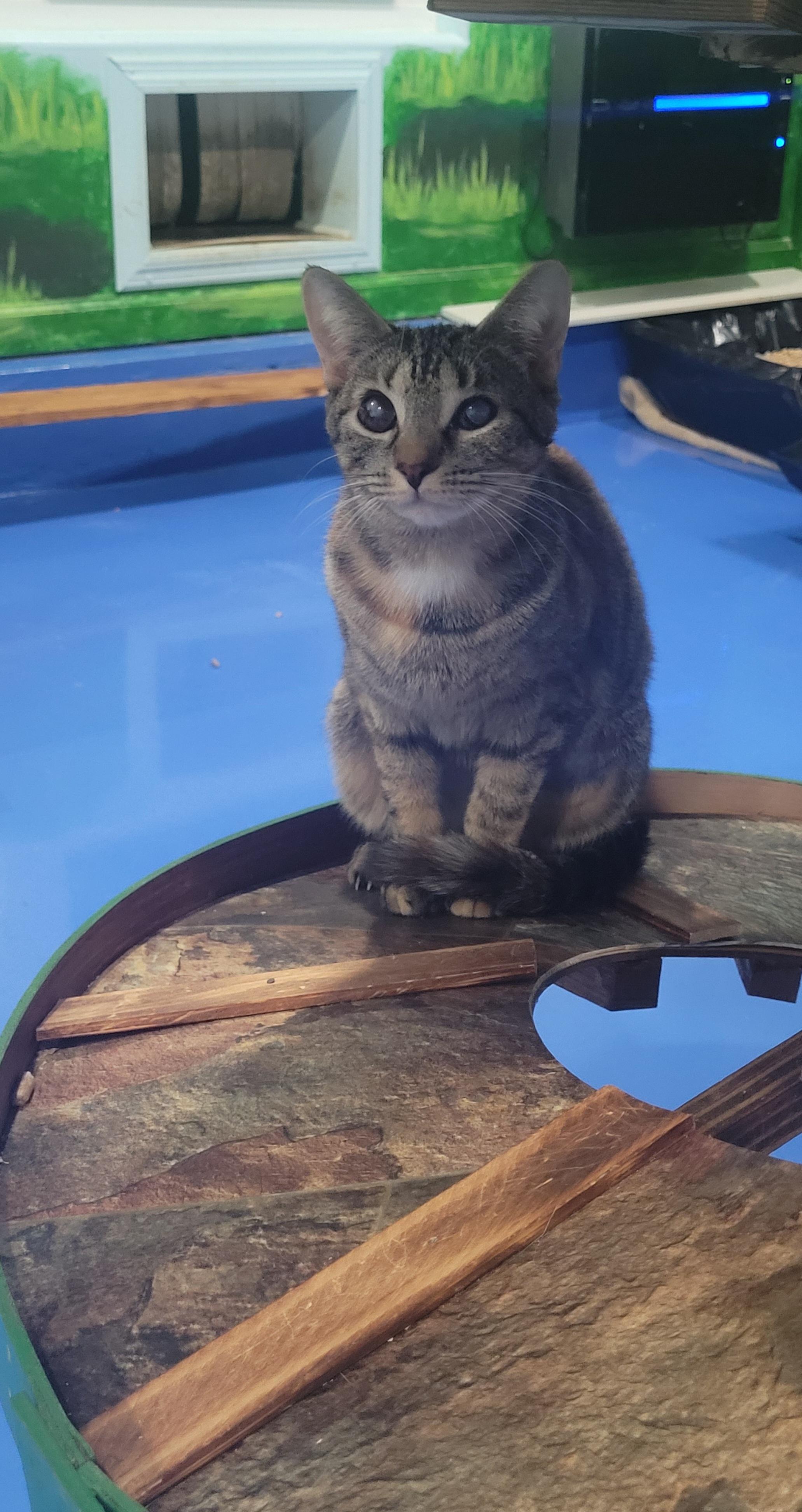 Enlarge Baby Kitten , a Adoptable Tabby in North Myrtle Beach, SC image 2/6
