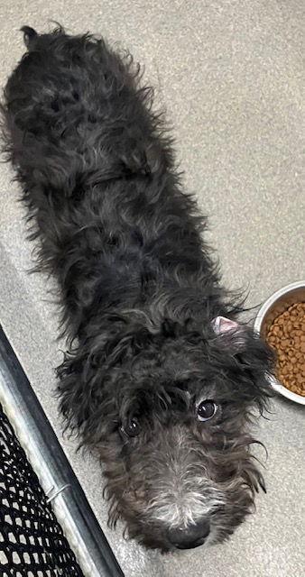 Enlarge Golda 5 months, a Adoptable mixed breed in Sterling, MA image 3/3