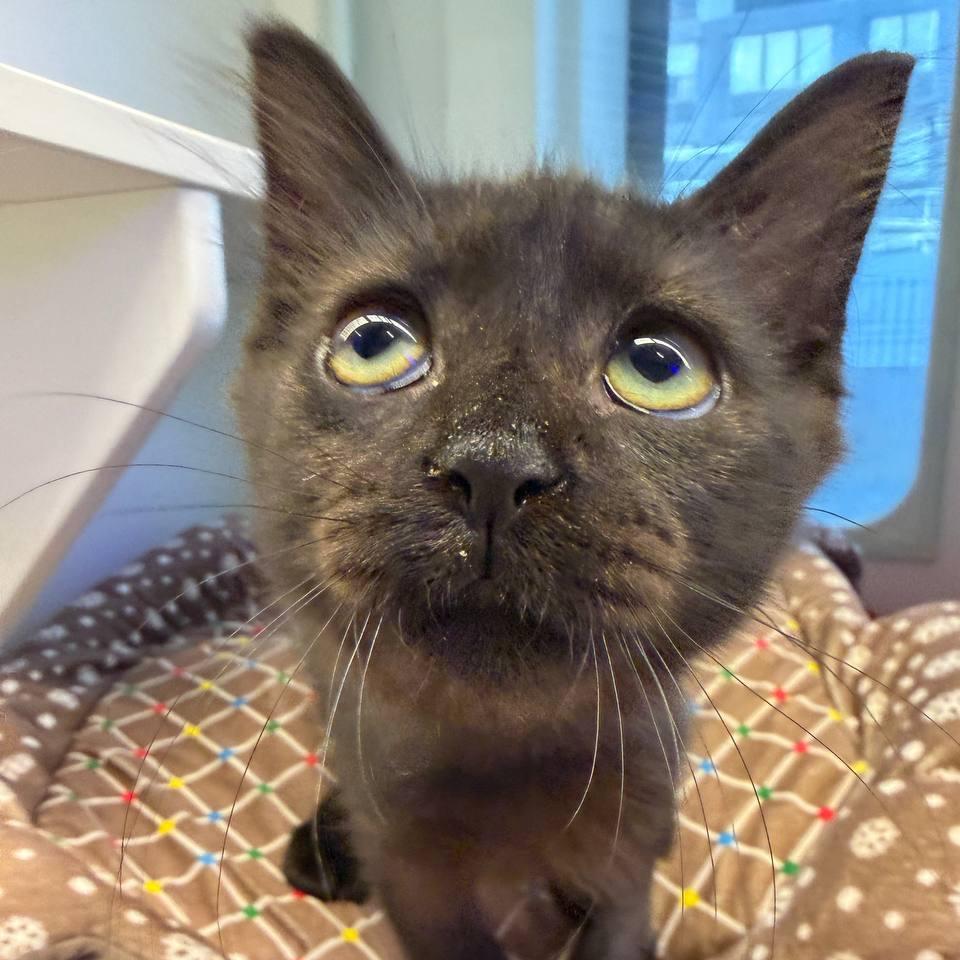 Enlarge Jolene, a Adoptable American Shorthair in Wantagh, NY image 4/6