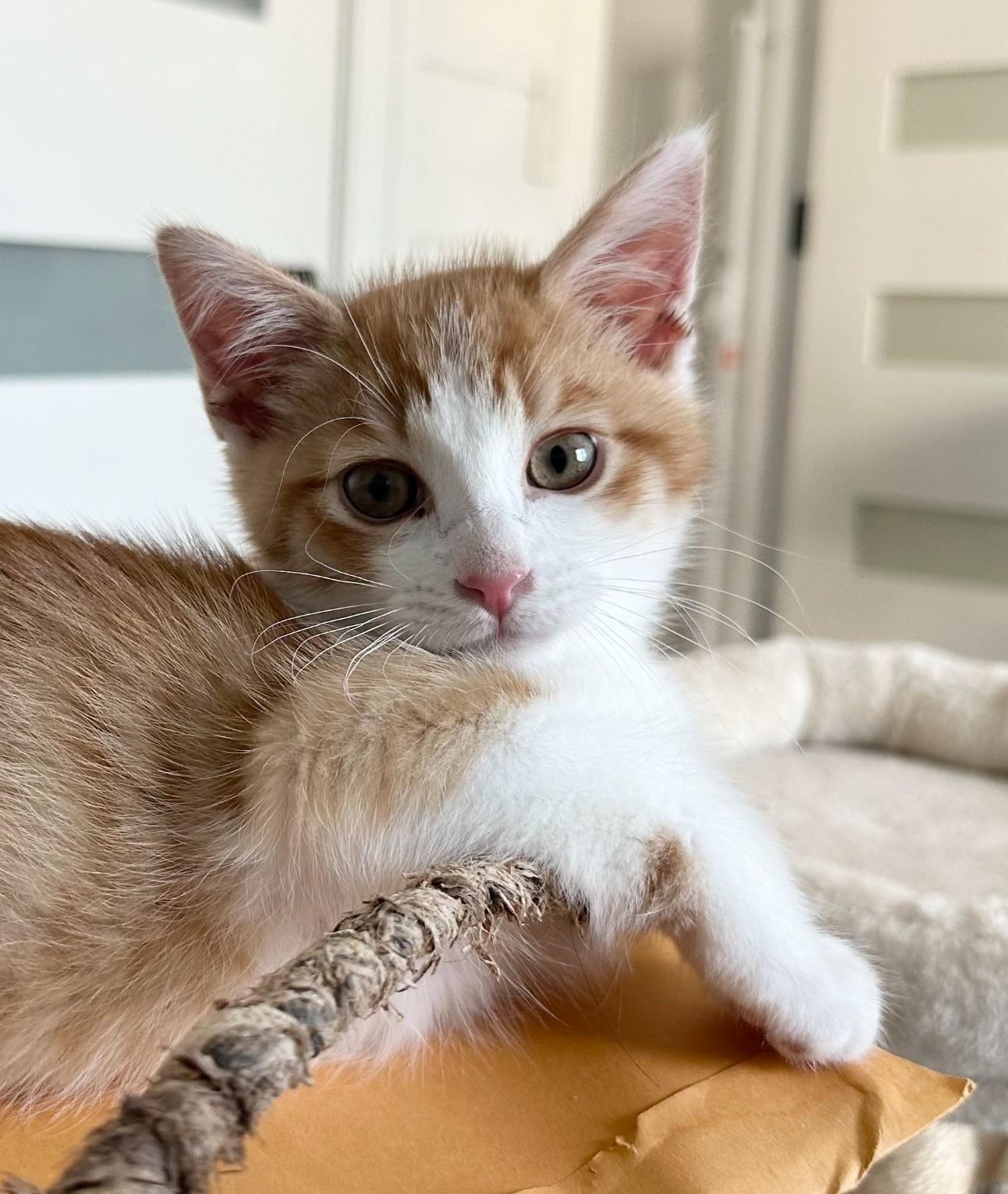 Norman, a Adoptable Domestic Short Hair in HUNTINGTON BEACH, CA image 5/6