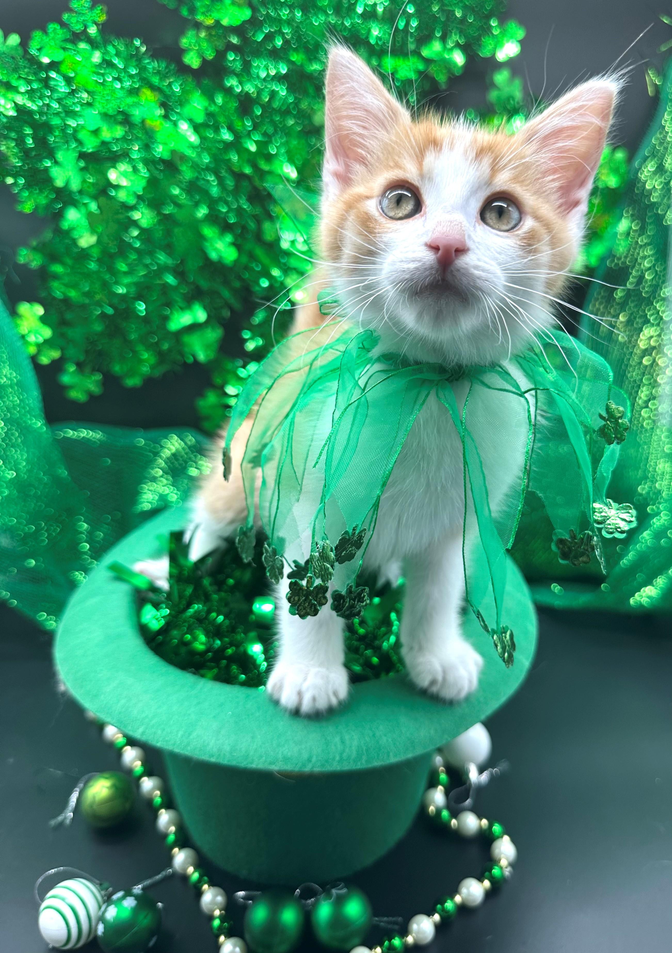 Norman, a Adoptable Domestic Short Hair in HUNTINGTON BEACH, CA image 3/6