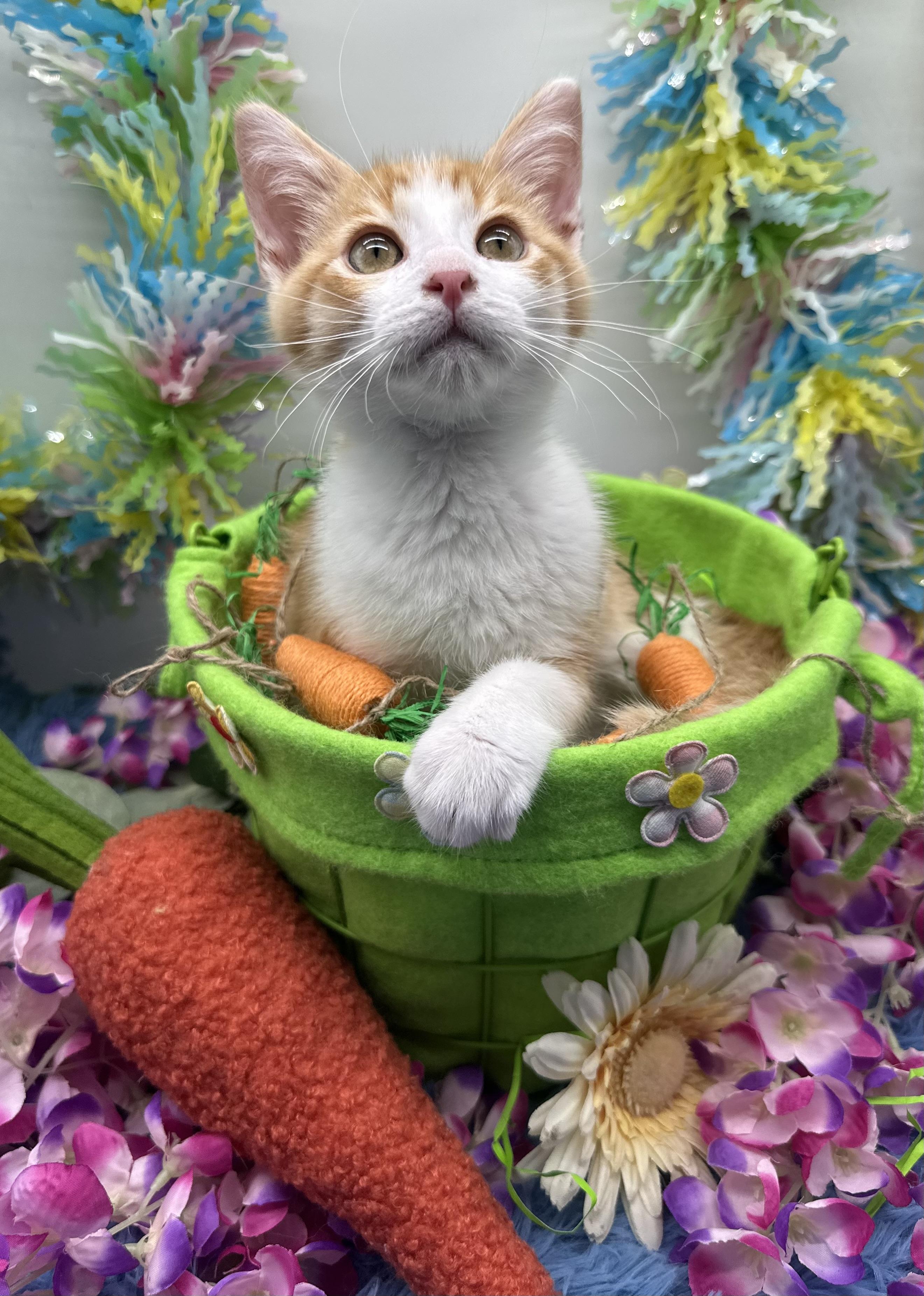 Norman, a Adoptable Domestic Short Hair in HUNTINGTON BEACH, CA image 1/6