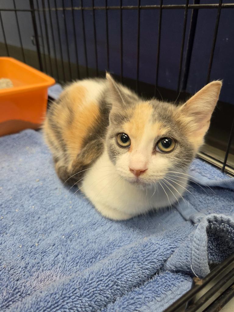 Enlarge Coral, a Adoptable Calico in Missouri City, TX image 1/1