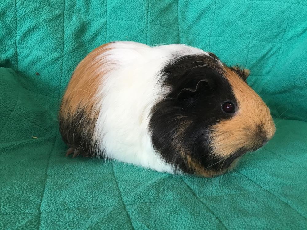 Art Walk ( Bonded to Kalinka), a Adoptable Guinea Pig in San Diego, CA image 1/3