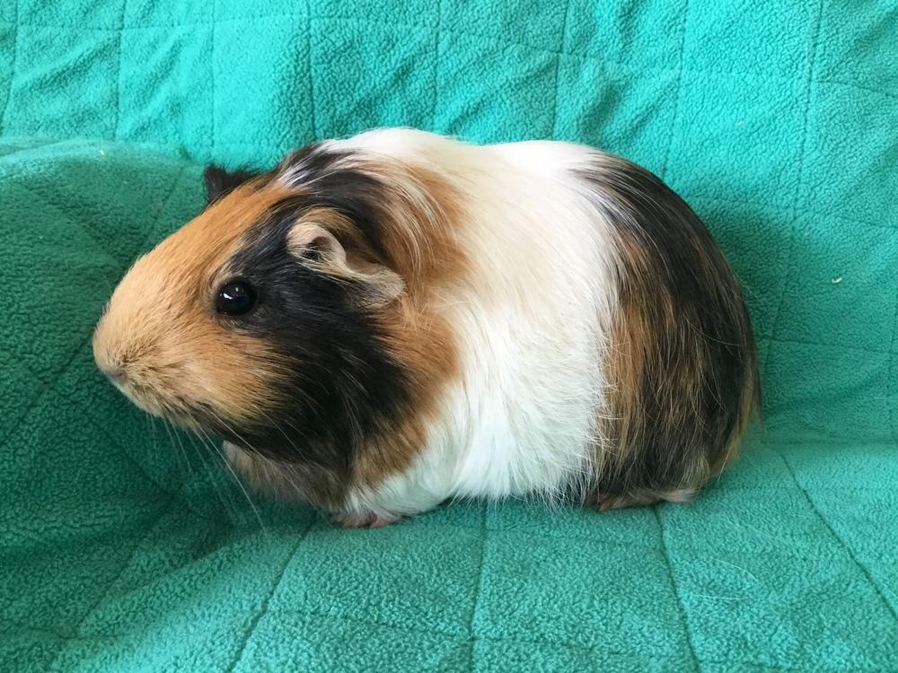 Art Walk ( Bonded to Kalinka), a Adoptable Guinea Pig in San Diego, CA image 2/3