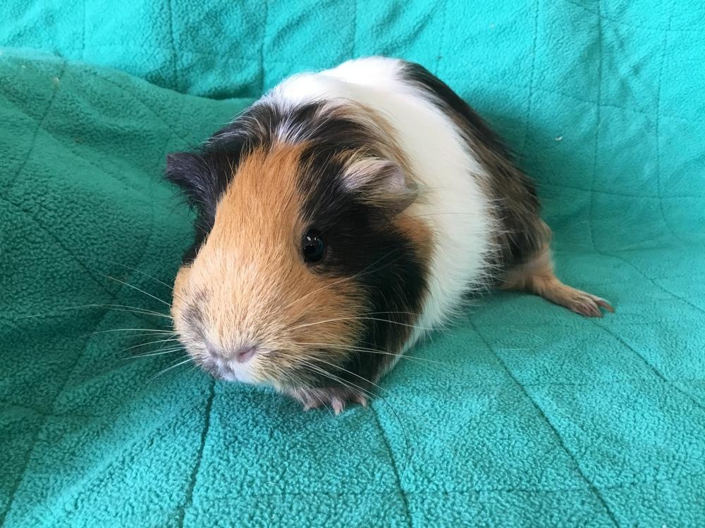 Art Walk ( Bonded to Kalinka), a Adoptable Guinea Pig in San Diego, CA image 3/3