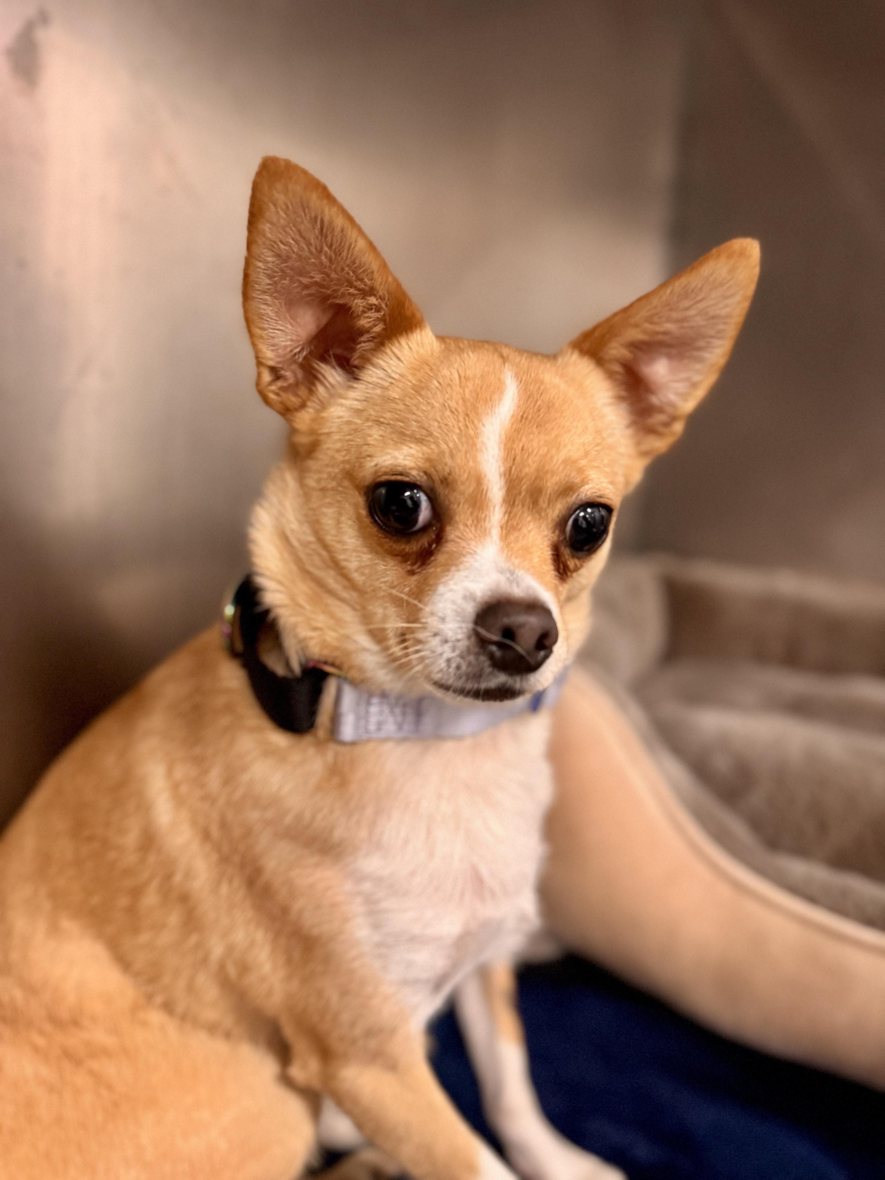 Peanut, an adopted Chihuahua in Midland, MI image 2/2