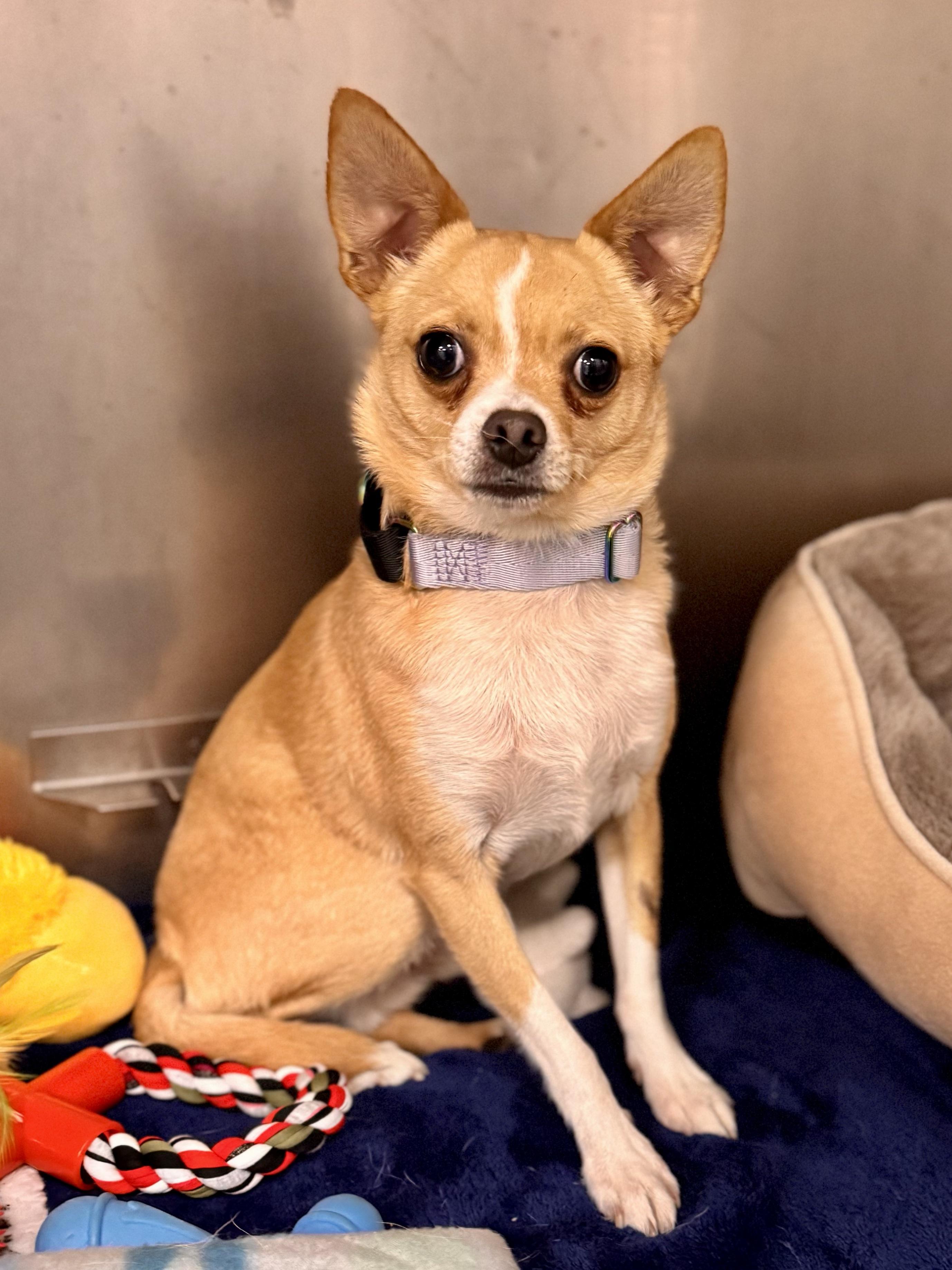 Peanut, an adopted Chihuahua in Midland, MI image 1/2