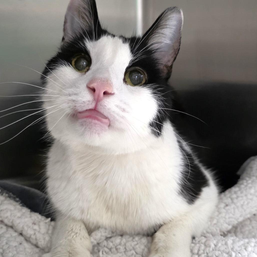 Monster, Adoptable, Senior Male Domestic Medium Hair.