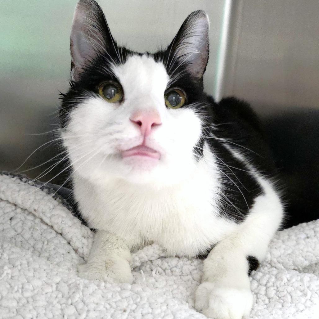 Enlarge Monster, a Adoptable Domestic Medium Hair in Michigan City, IN image 2/5