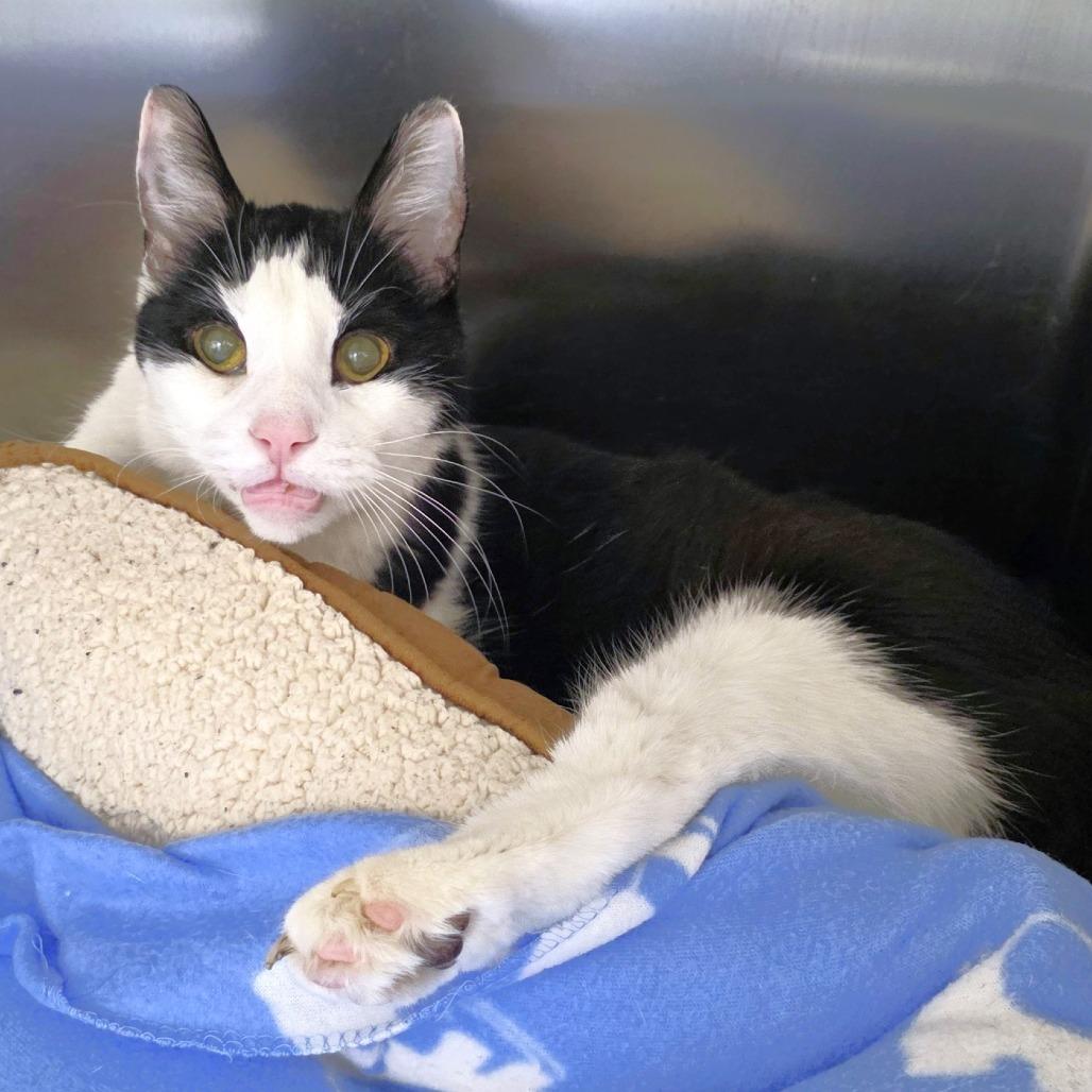 Enlarge Monster, a Adoptable Domestic Medium Hair in Michigan City, IN image 3/5