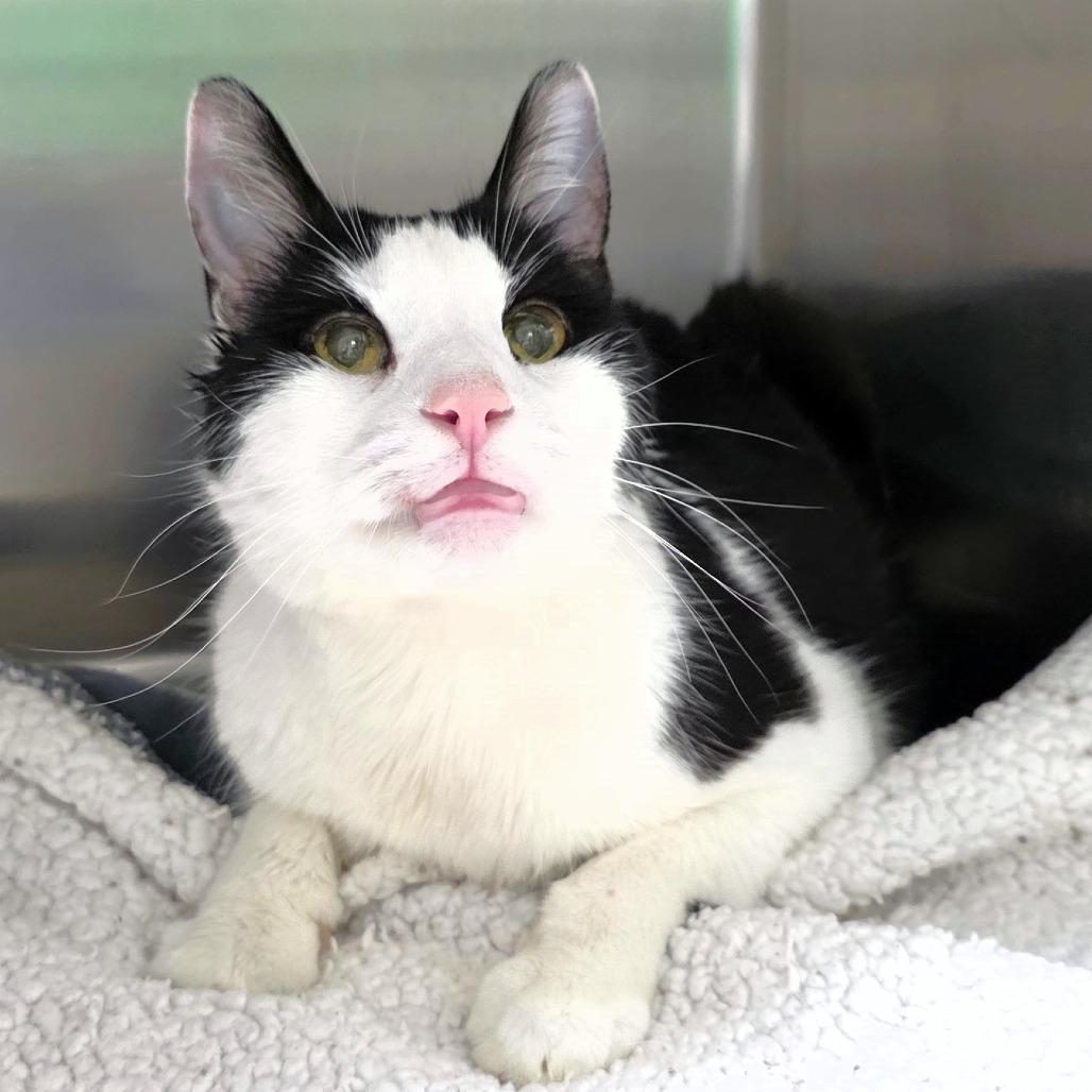 Enlarge Monster, a Adoptable Domestic Medium Hair in Michigan City, IN image 4/5