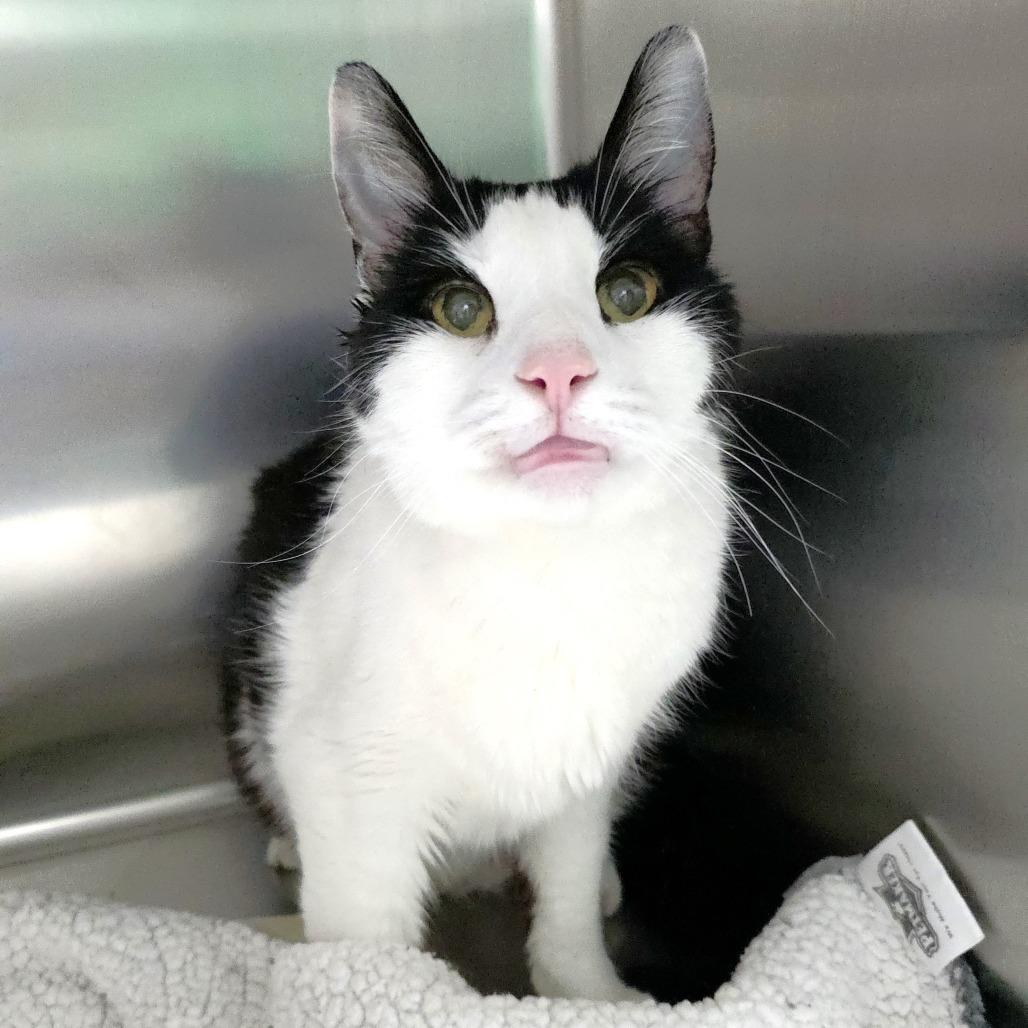 Enlarge Monster, a Adoptable Domestic Medium Hair in Michigan City, IN image 5/5