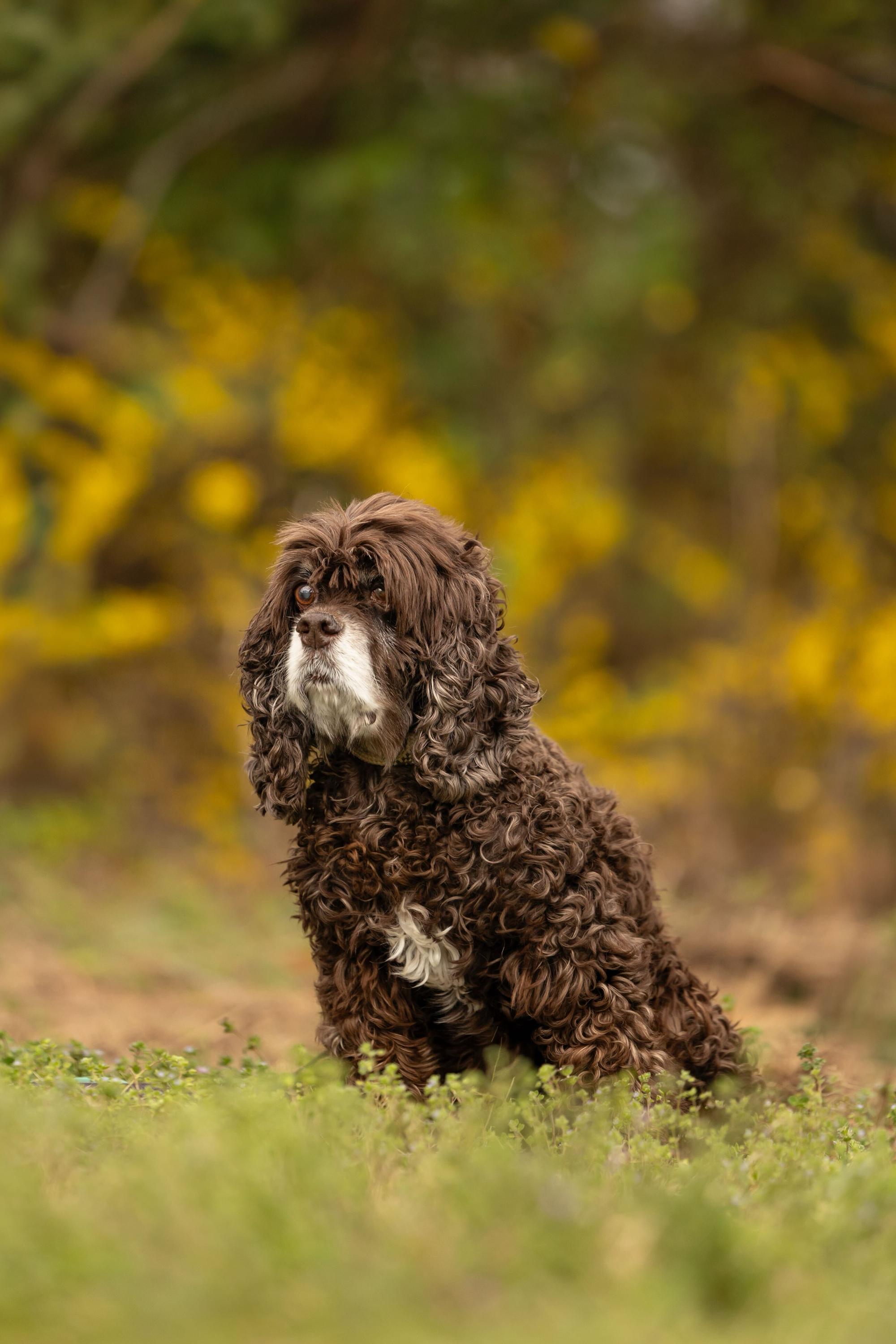 Enlarge Colby, a Adoptable Cocker Spaniel in Hillsborough, NC image 1/6