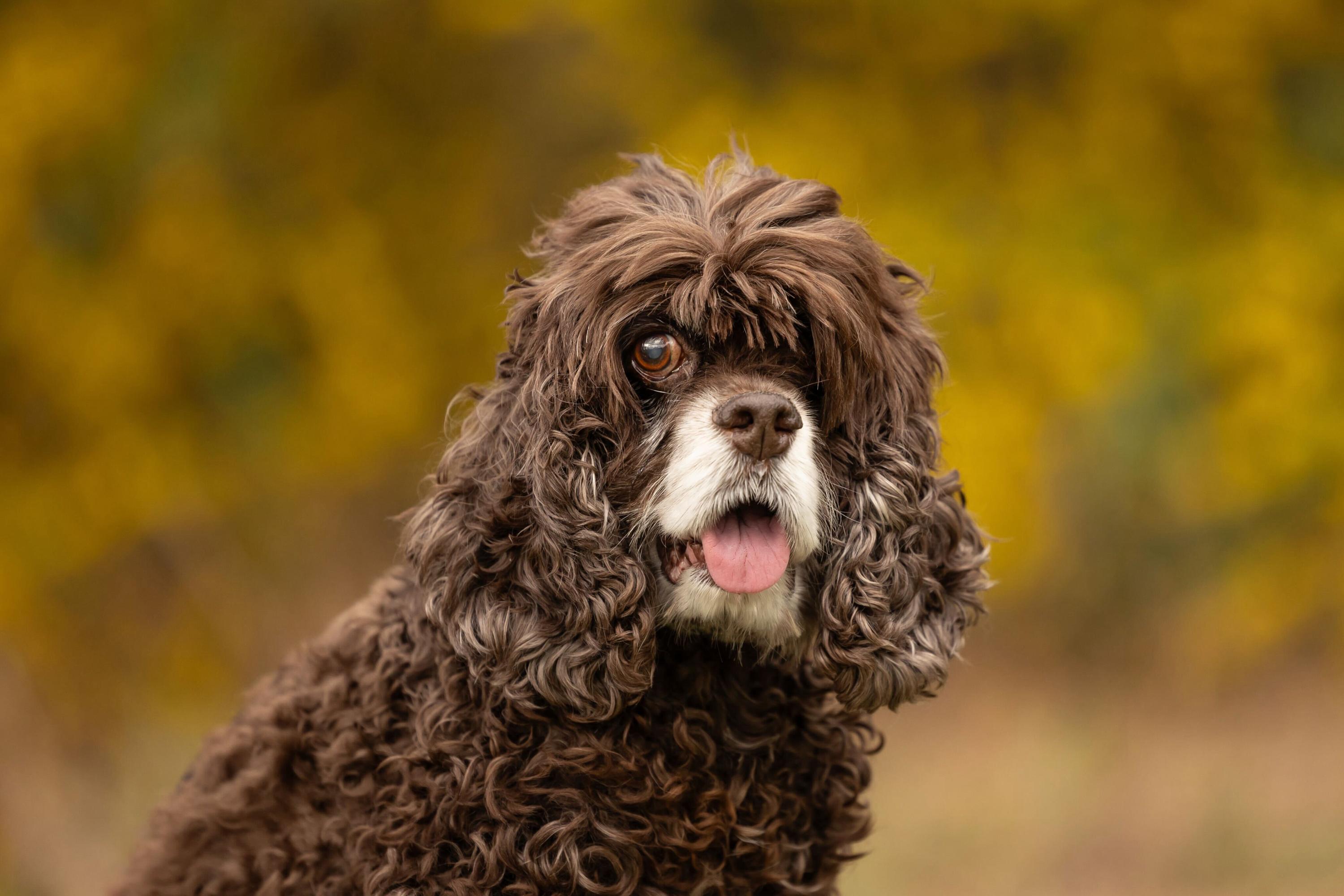 Enlarge Colby, a Adoptable Cocker Spaniel in Hillsborough, NC image 2/6