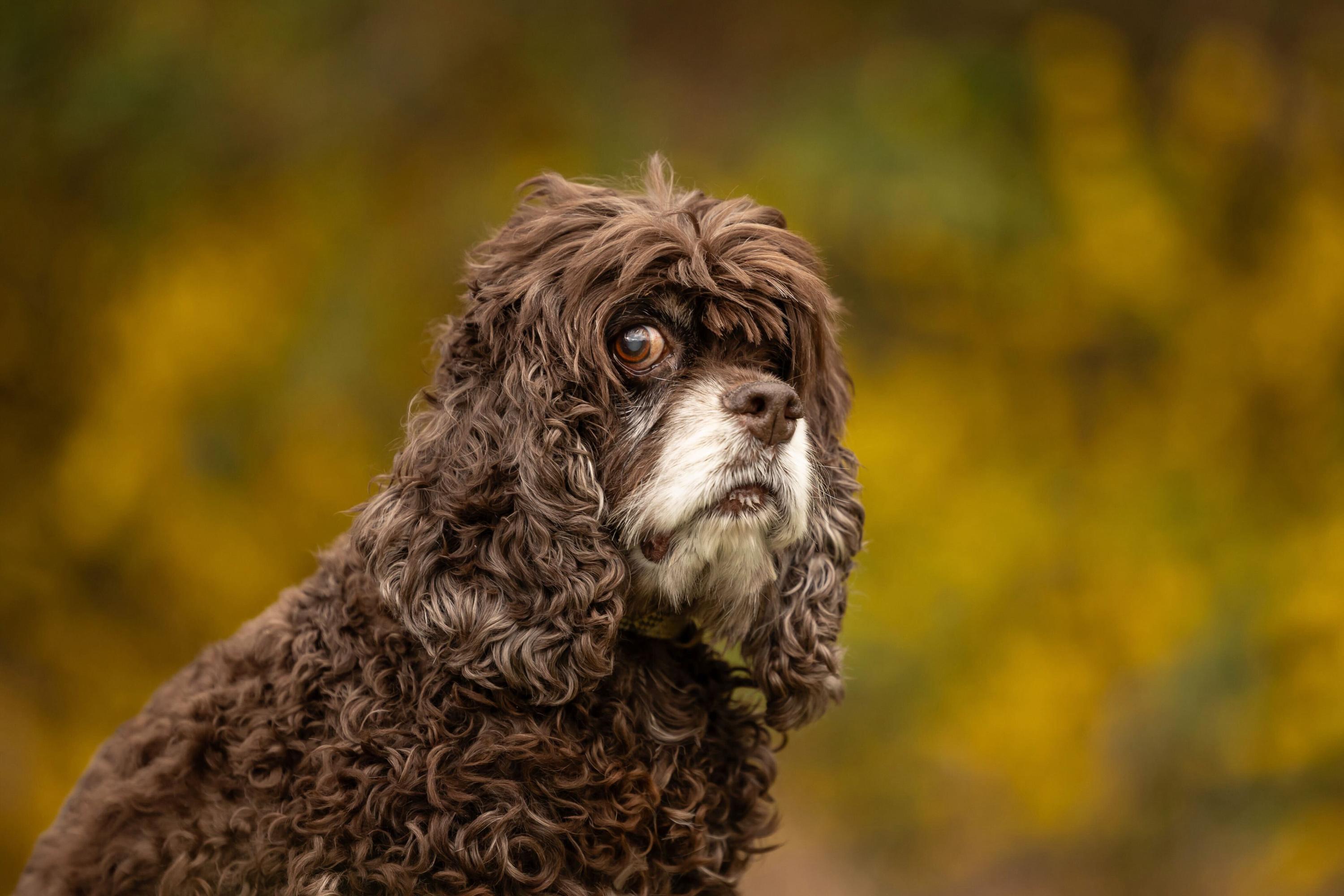 Enlarge Colby, a Adoptable Cocker Spaniel in Hillsborough, NC image 3/6