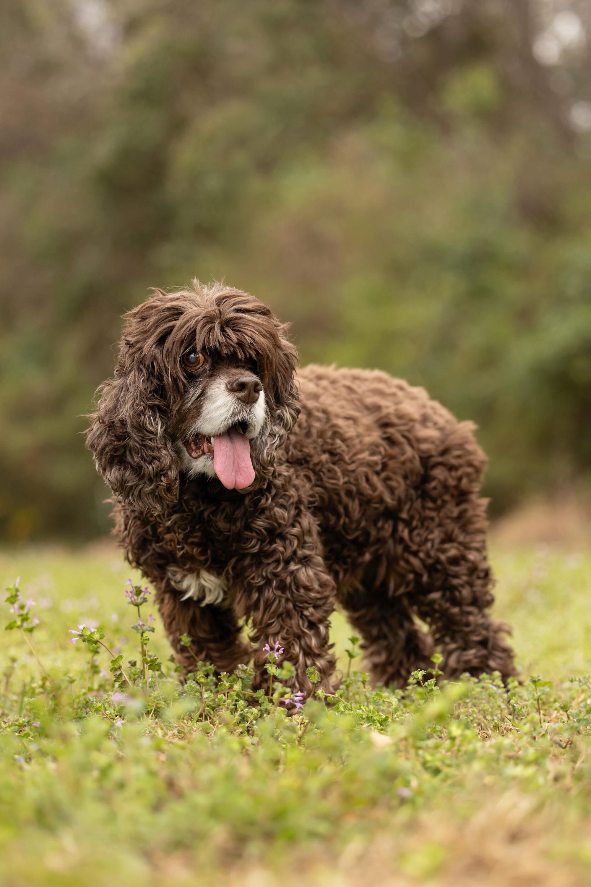 Enlarge Colby, a Adoptable Cocker Spaniel in Hillsborough, NC image 4/6