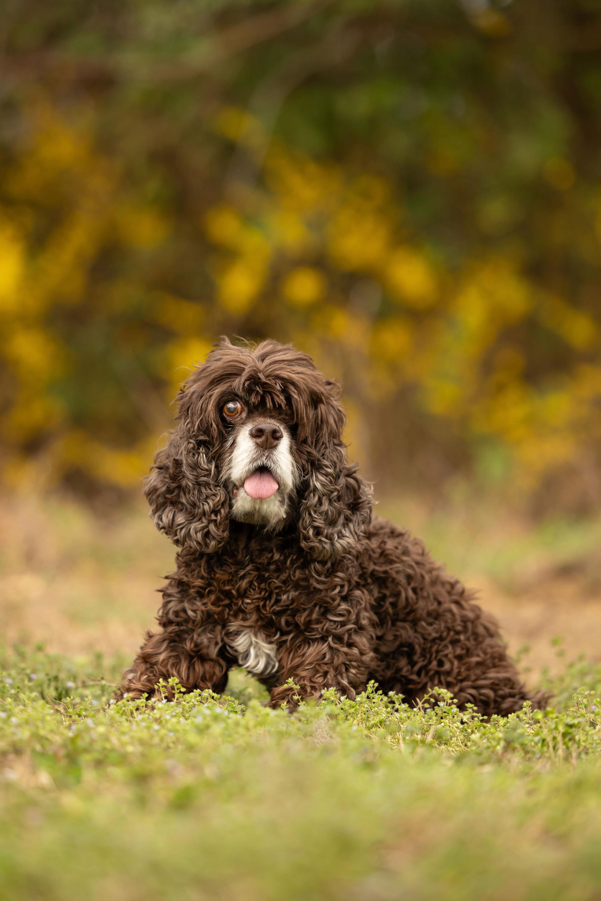 Enlarge Colby, a Adoptable Cocker Spaniel in Hillsborough, NC image 5/6