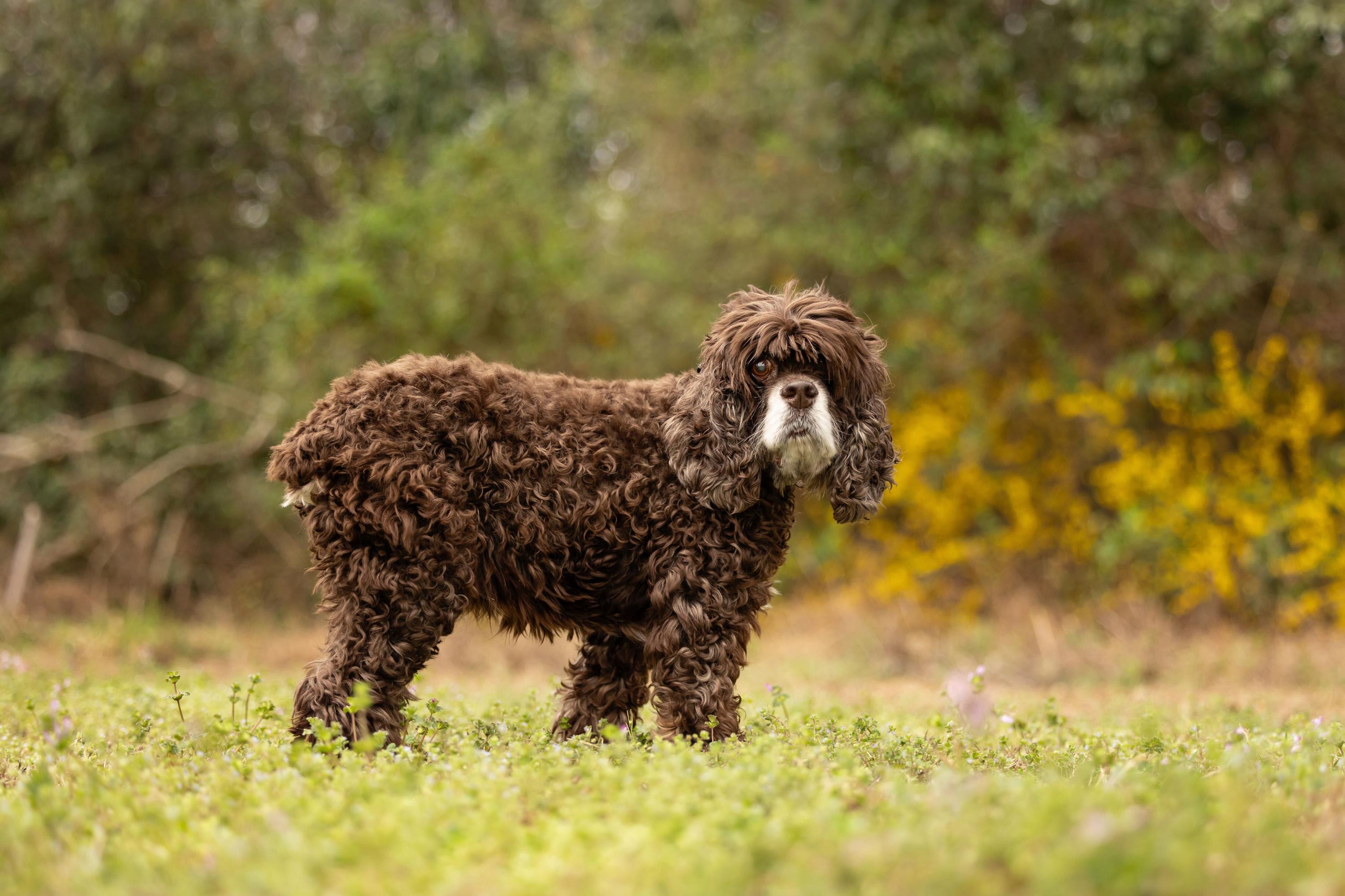 Enlarge Colby, a Adoptable Cocker Spaniel in Hillsborough, NC image 6/6