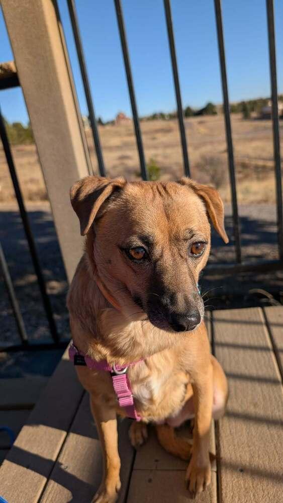 Dixie, Adoptable, Adult Female Chihuahua & Pug.