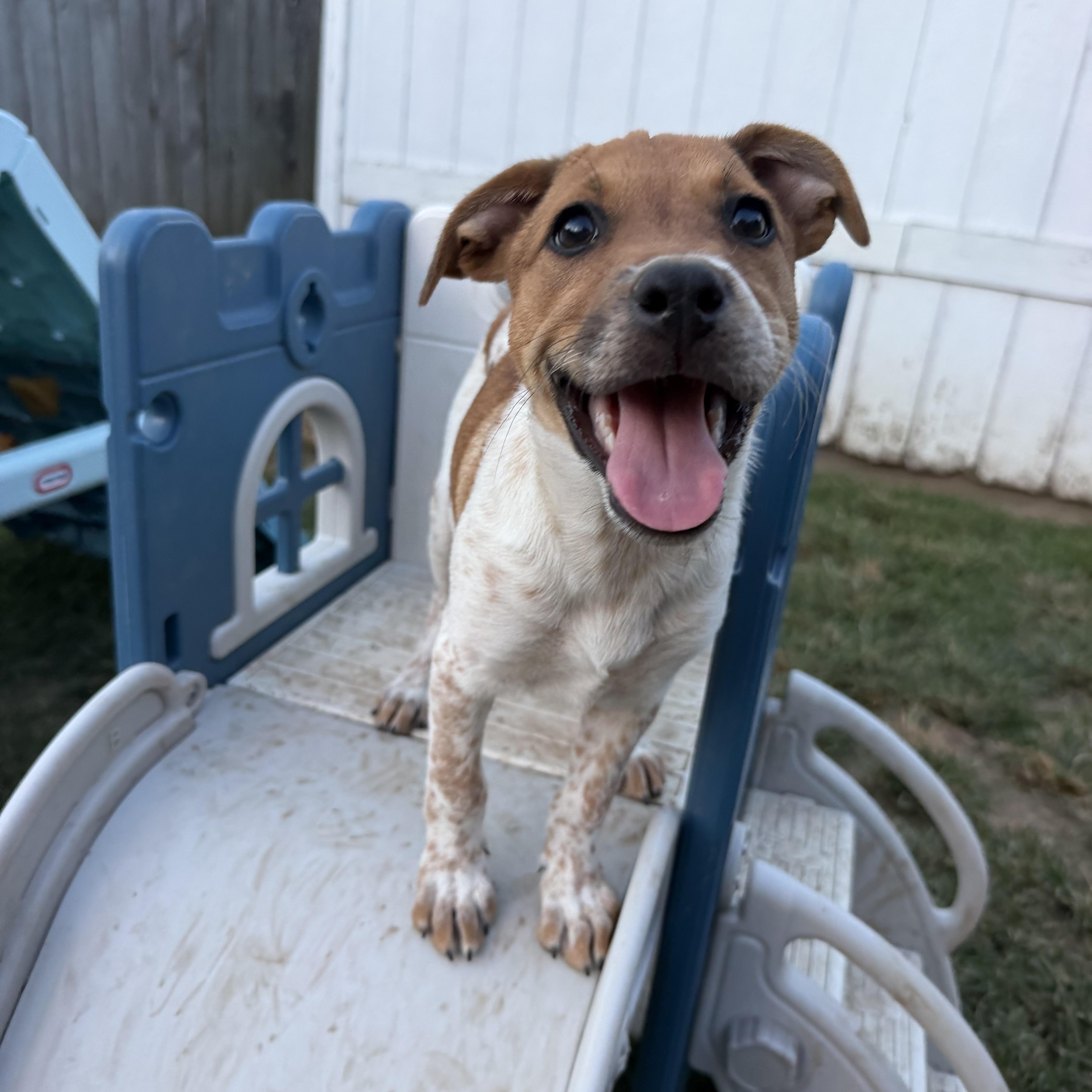 Enlarge Waffle, a Adoptable mixed breed in Grafton, MA image 4/5