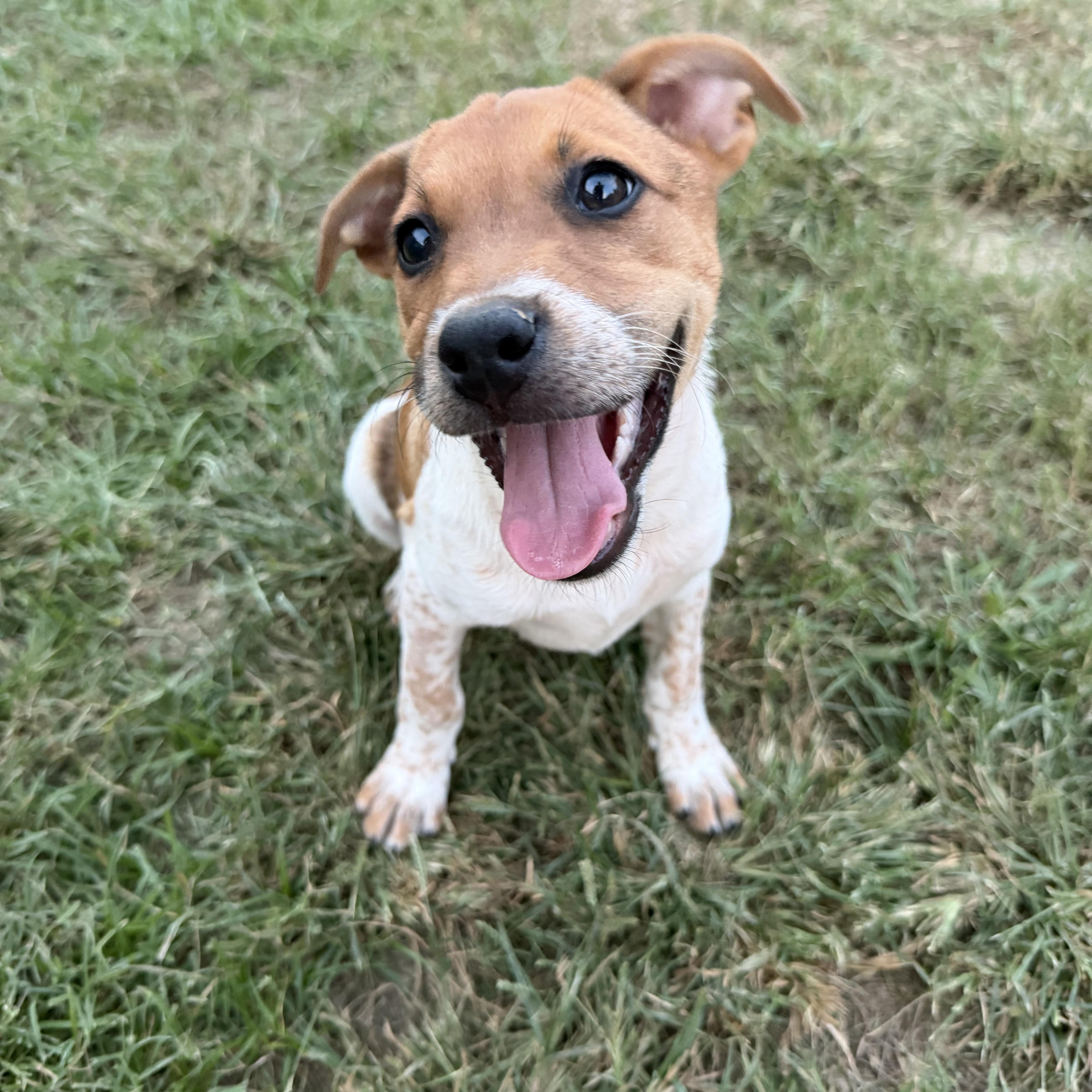 Enlarge Waffle, a Adoptable mixed breed in Grafton, MA image 1/5