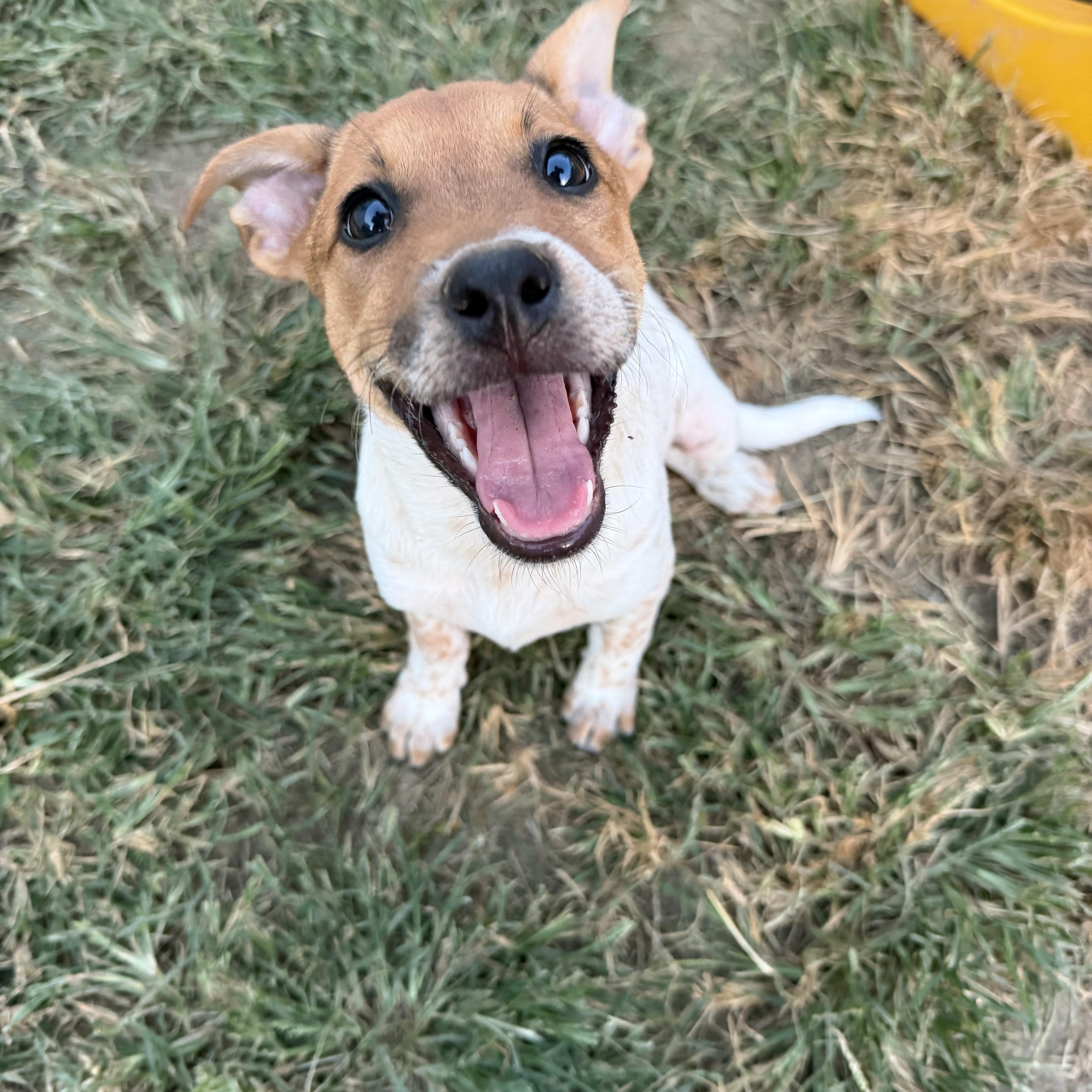 Enlarge Waffle, a Adoptable mixed breed in Grafton, MA image 5/5