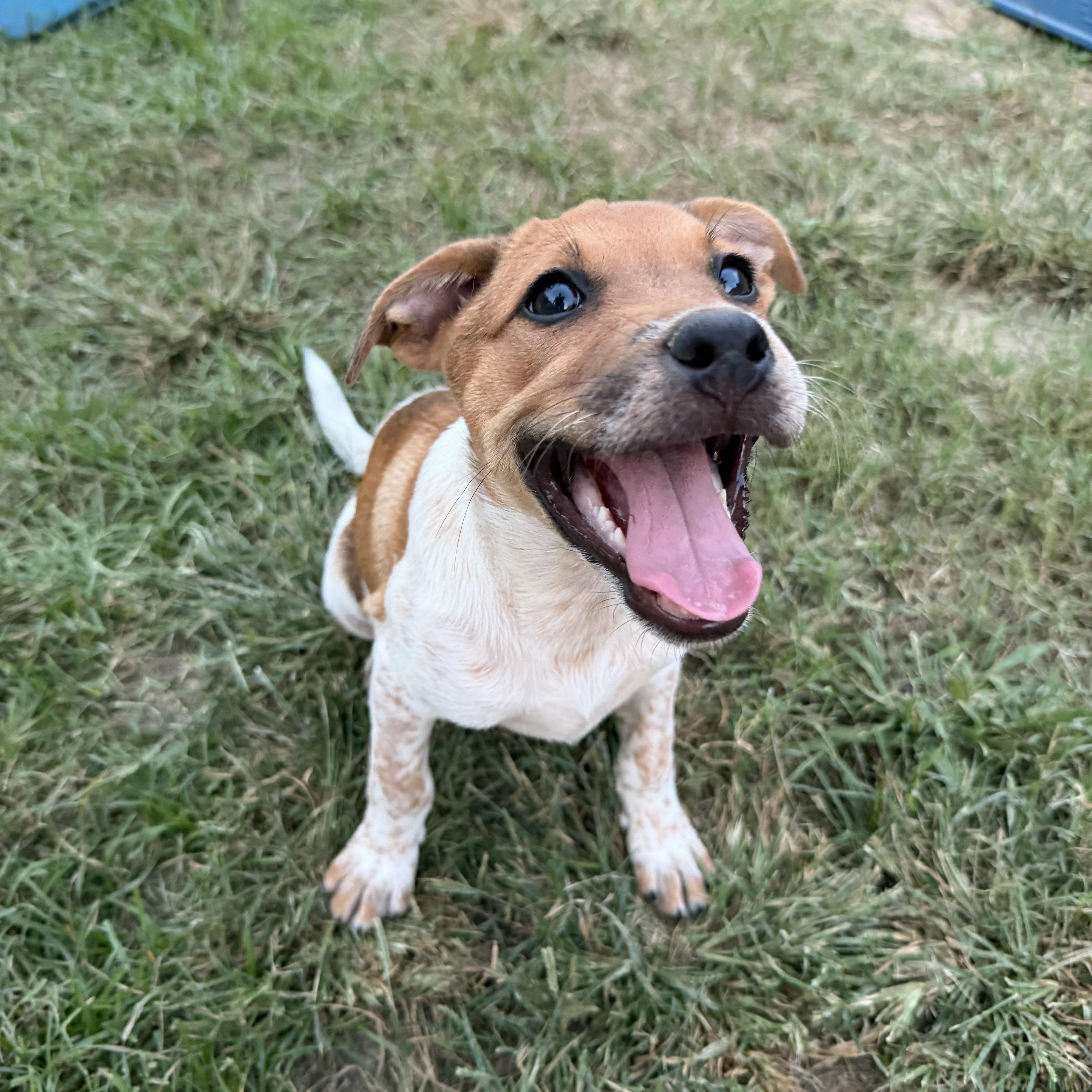 Enlarge Waffle, a Adoptable mixed breed in Grafton, MA image 2/5