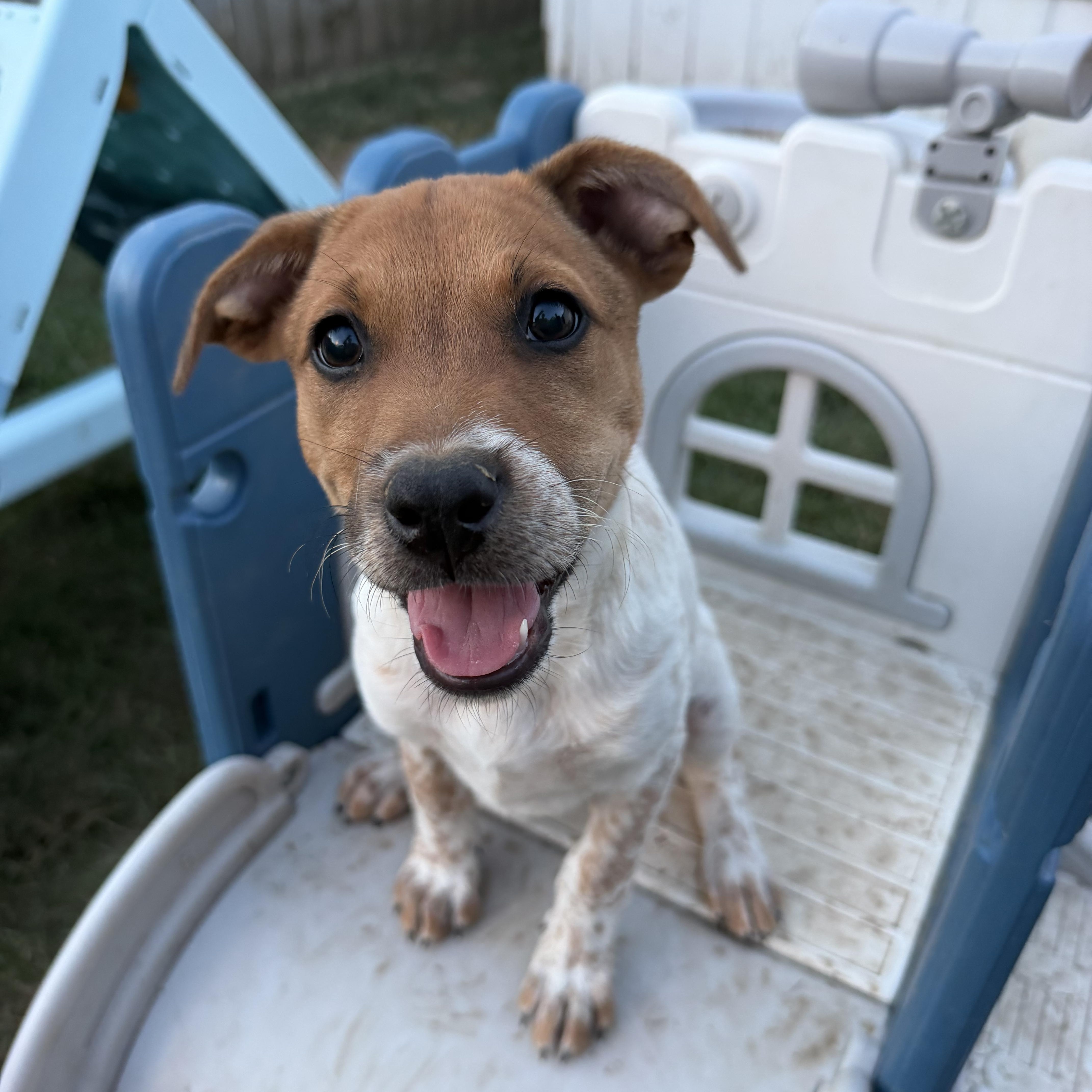 Enlarge Waffle, a Adoptable mixed breed in Grafton, MA image 3/5