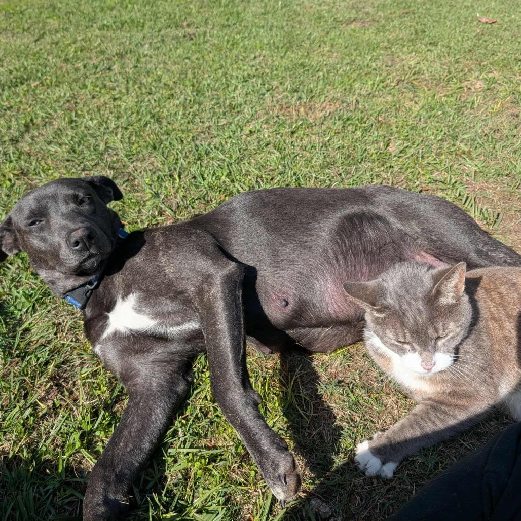 Sweetpea, Adoptable, Young Female Labrador Retriever.