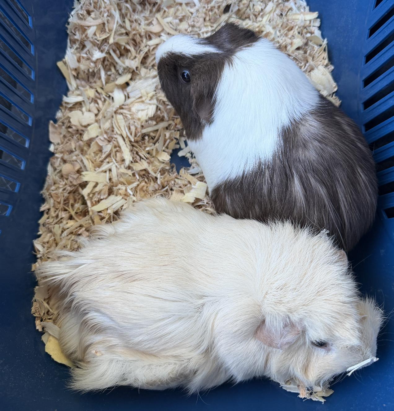 Enlarge Marshmallow & Baby, a Adopted Abyssinian in Minneapolis, MN image 2/2
