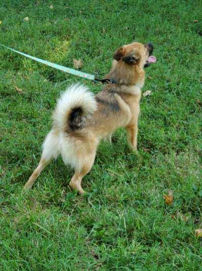 Stroud, a Adoptable mixed breed in Hermitage, TN image 2/4