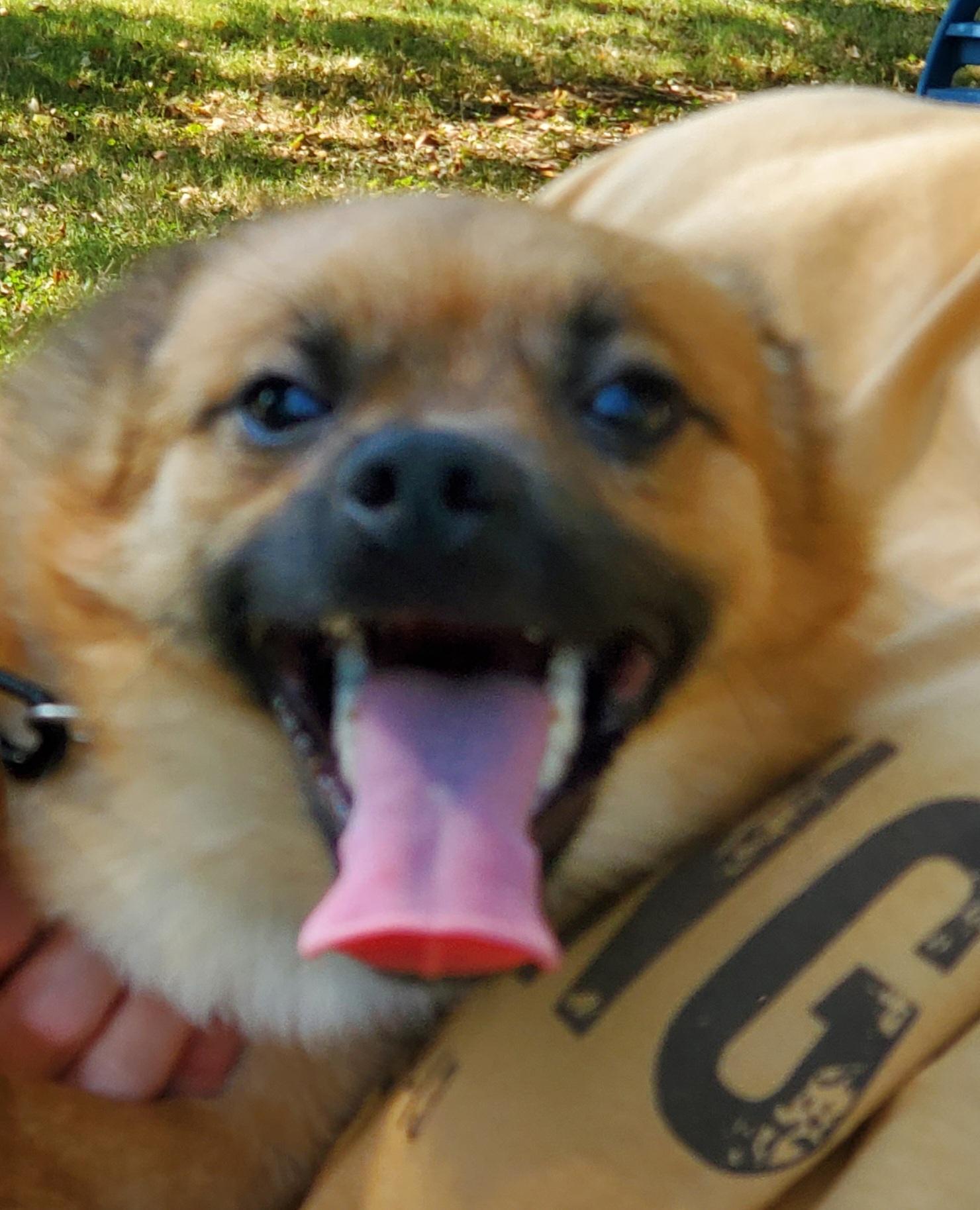 Stroud, Adoptable, Young Male Pomeranian & Chihuahua.
