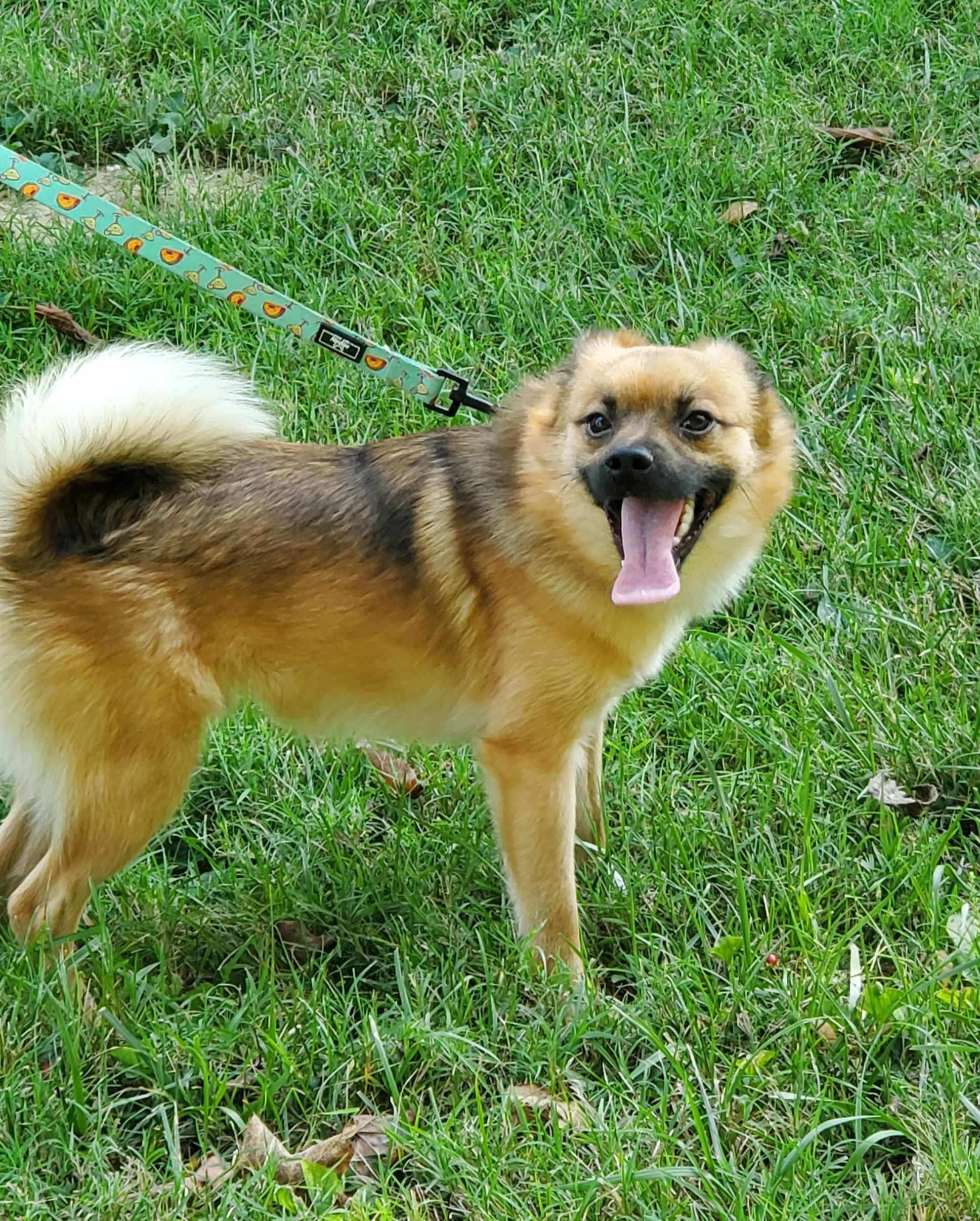 Stroud, a Adoptable mixed breed in Hermitage, TN image 3/4