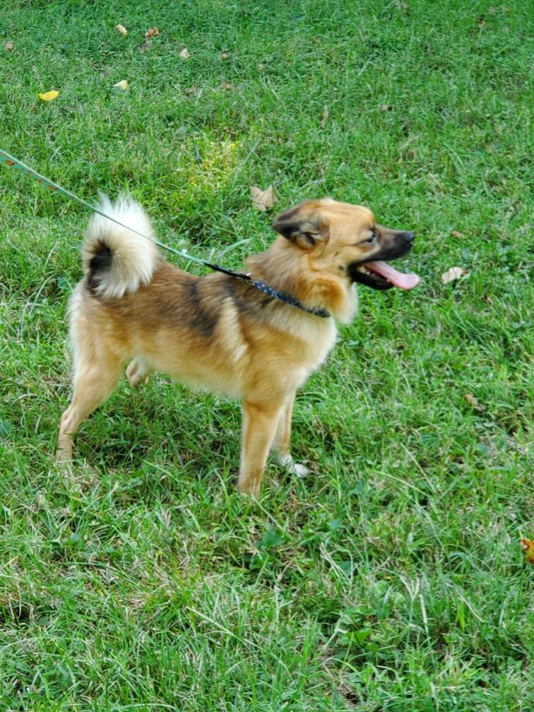 Stroud, a Adoptable mixed breed in Hermitage, TN image 4/4