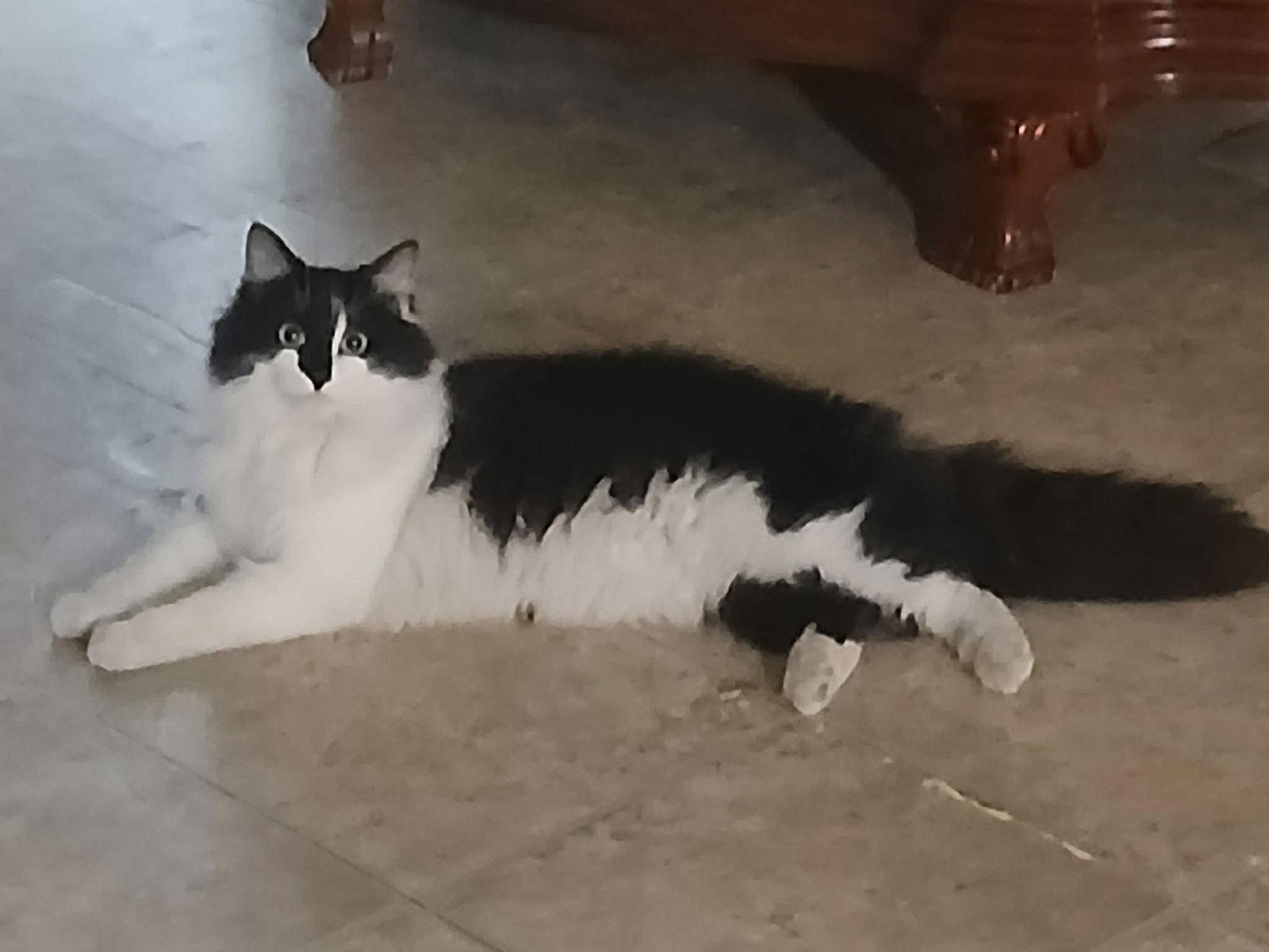 Marley 2, Adopted, Adult Male Domestic Long Hair.