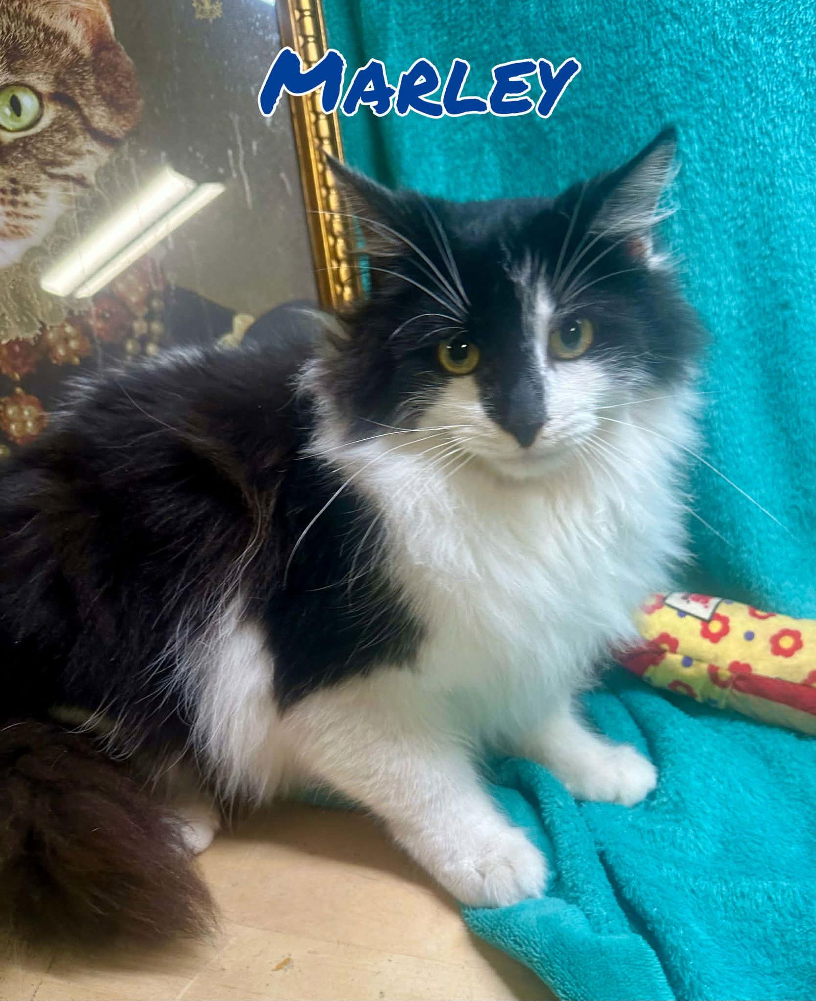 Enlarge Marley 2, a Adopted Domestic Long Hair in Pleasanton, TX image 2/3