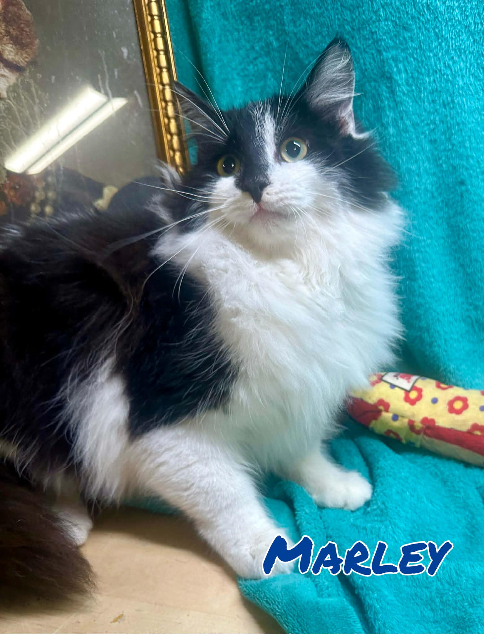 Enlarge Marley 2, a Adopted Domestic Long Hair in Pleasanton, TX image 3/3