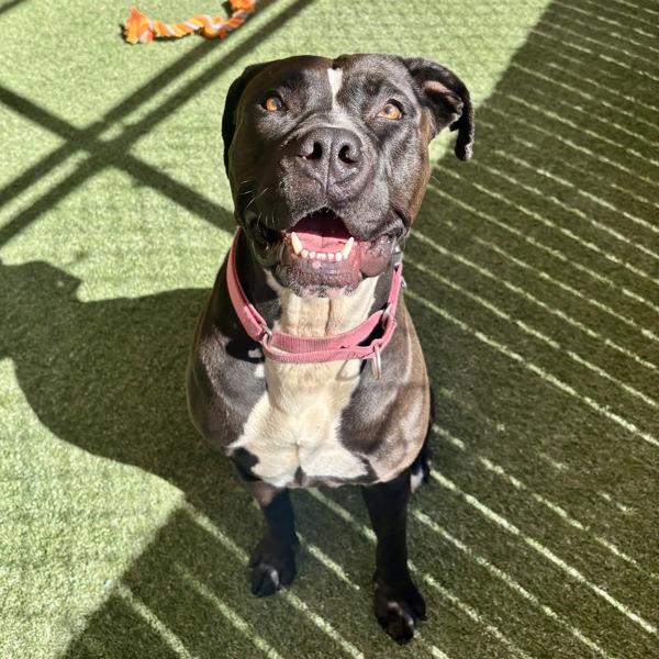 Cookie, Adoptable, Adult Female Pit Bull Terrier.