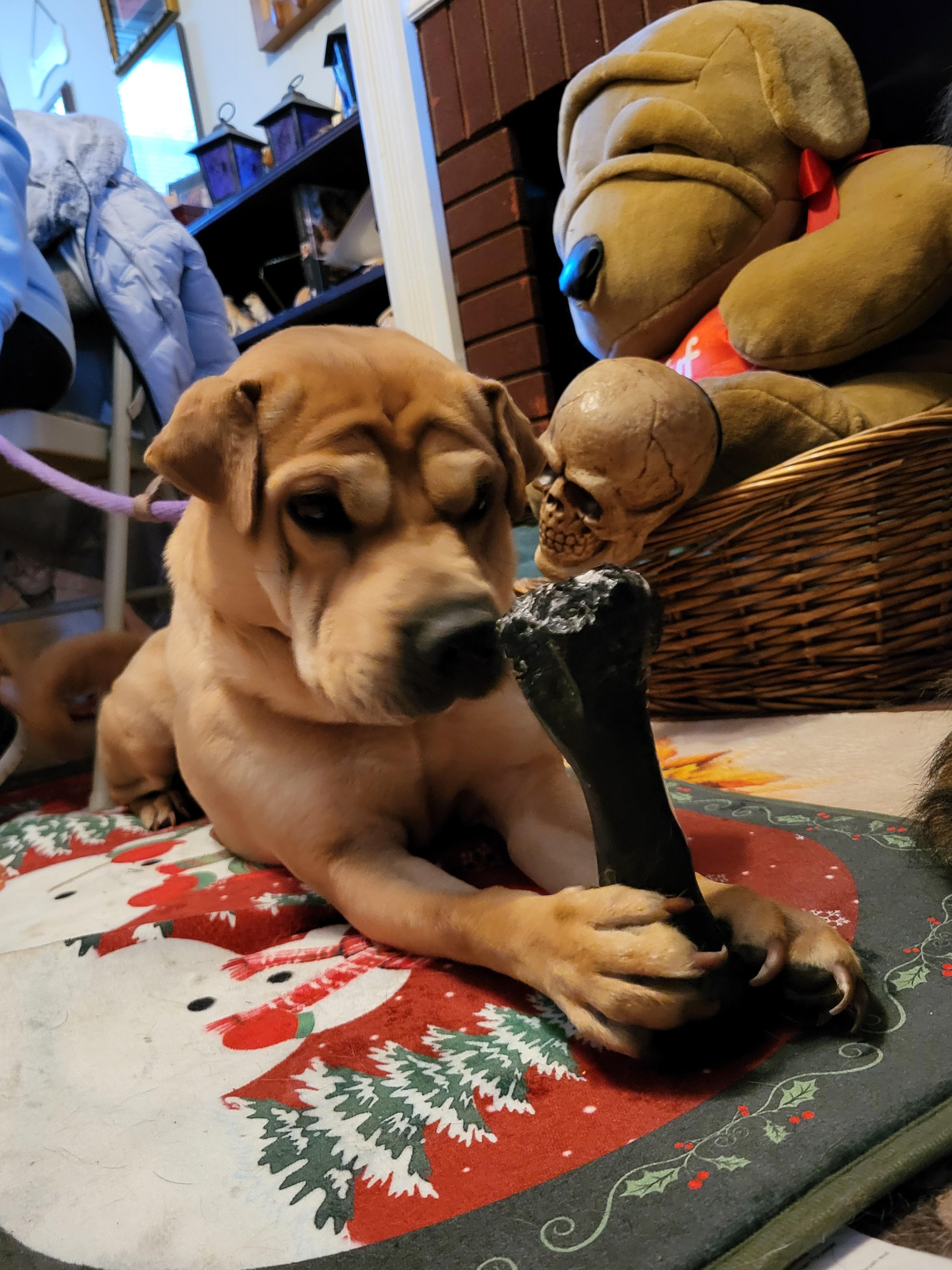 Enlarge Willie Nelson, a ADOPTABLE mixed breed in Lancaster, PA image 2/4