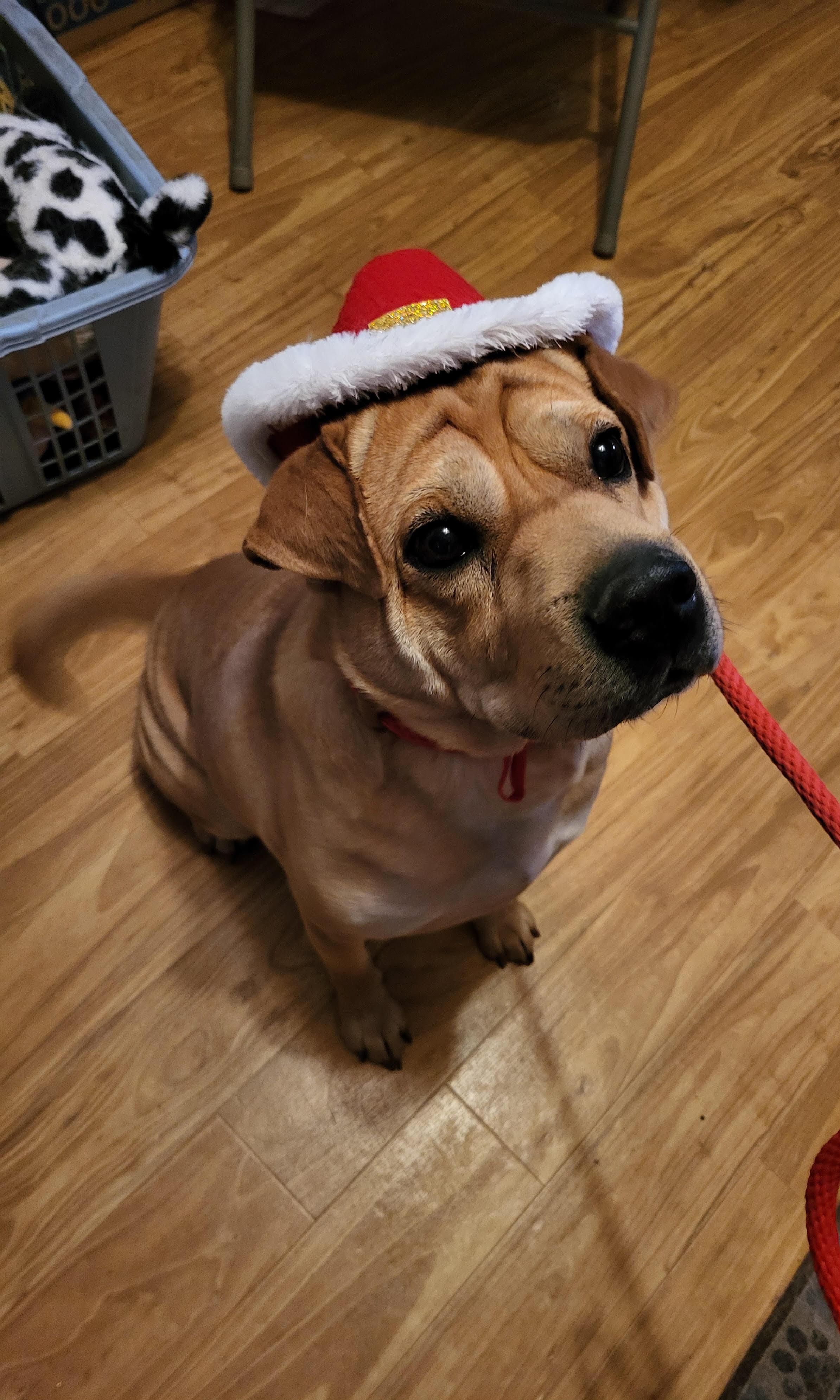 Willie Nelson, a ADOPTABLE mixed breed in Lancaster, PA image 5/5
