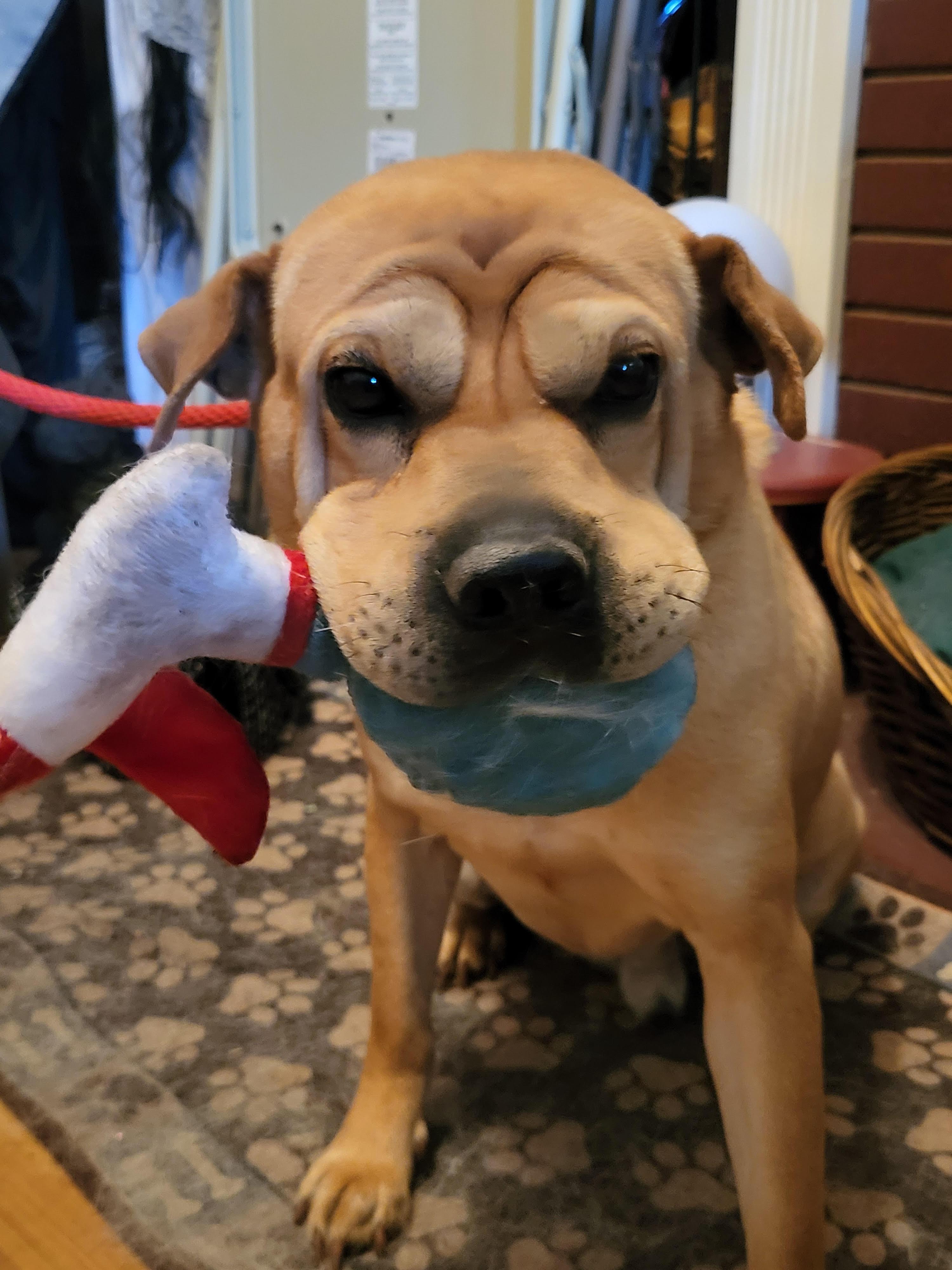 Enlarge Willie Nelson, a ADOPTABLE mixed breed in Lancaster, PA image 3/4