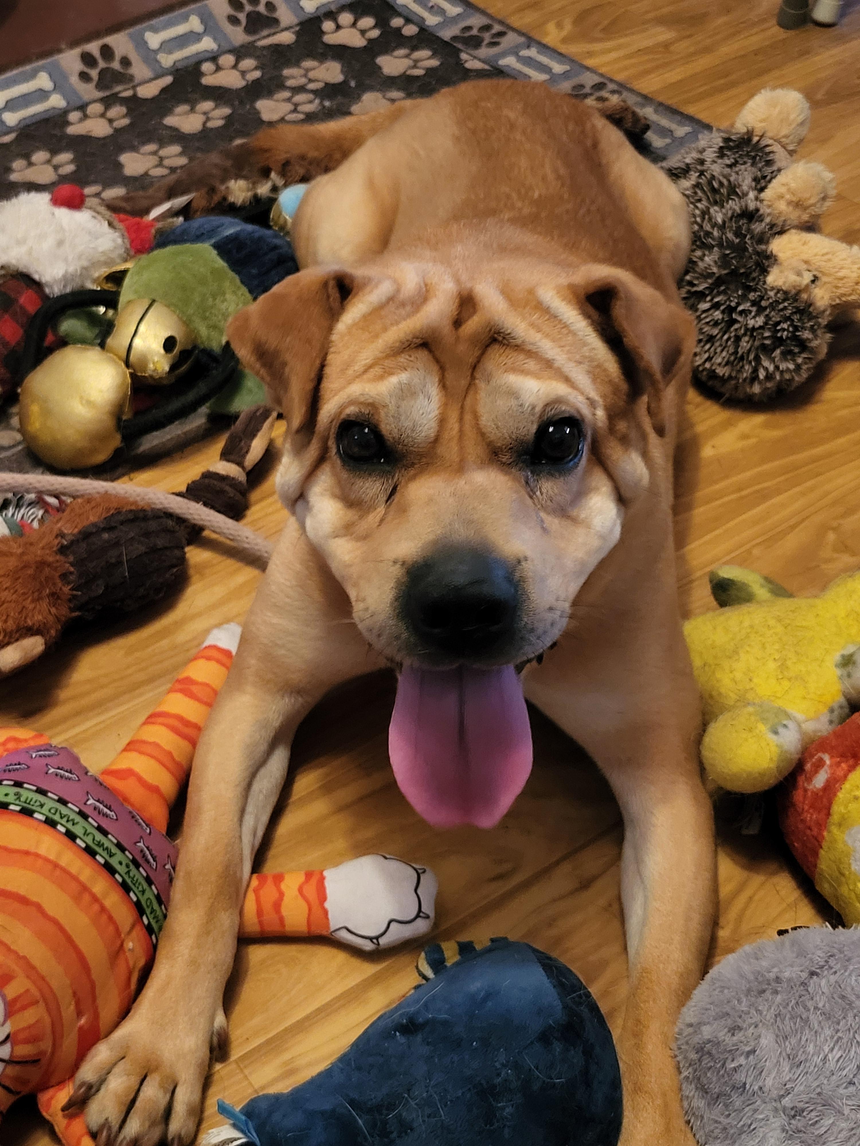 Enlarge Willie Nelson, a ADOPTABLE mixed breed in Lancaster, PA image 1/4