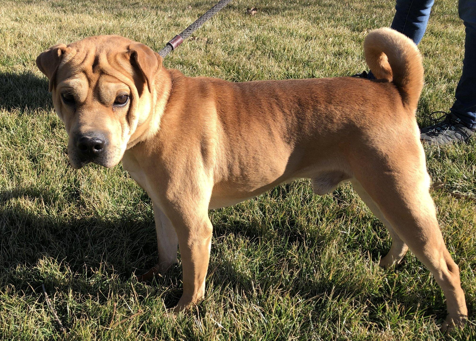 Willie Nelson, a ADOPTABLE mixed breed in Lancaster, PA image 4/5