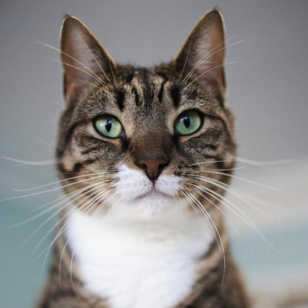 Enlarge 22-11 Jubilee, a Adoptable Domestic Short Hair in North Branford, CT image 2/4