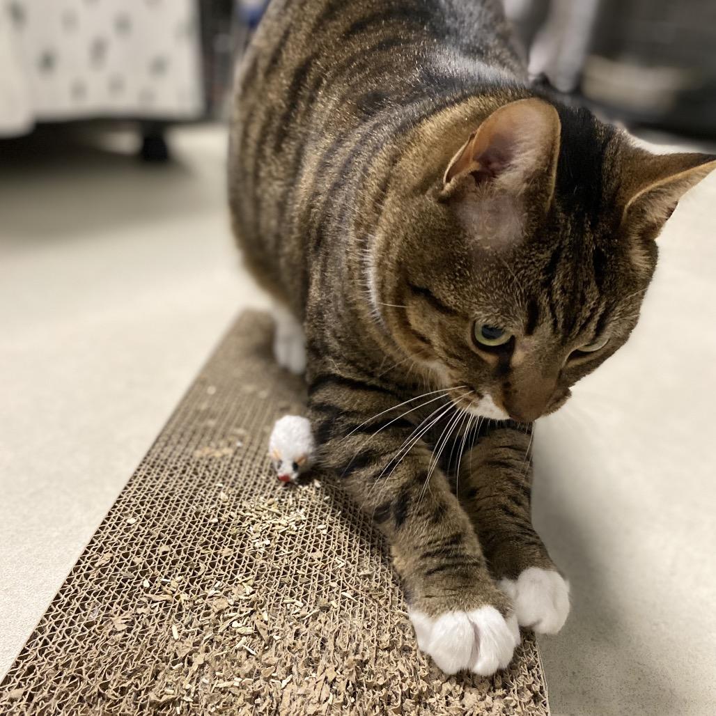 Enlarge 22-11 Jubilee, a Adoptable Domestic Short Hair in North Branford, CT image 3/4